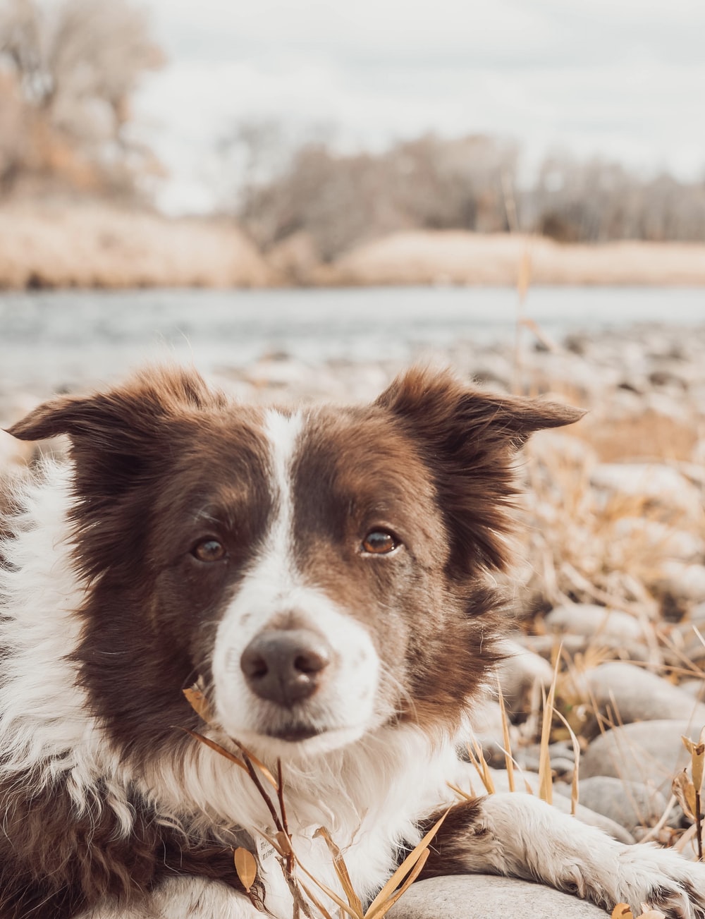 black and white border collie on brown grass field during daytime photo