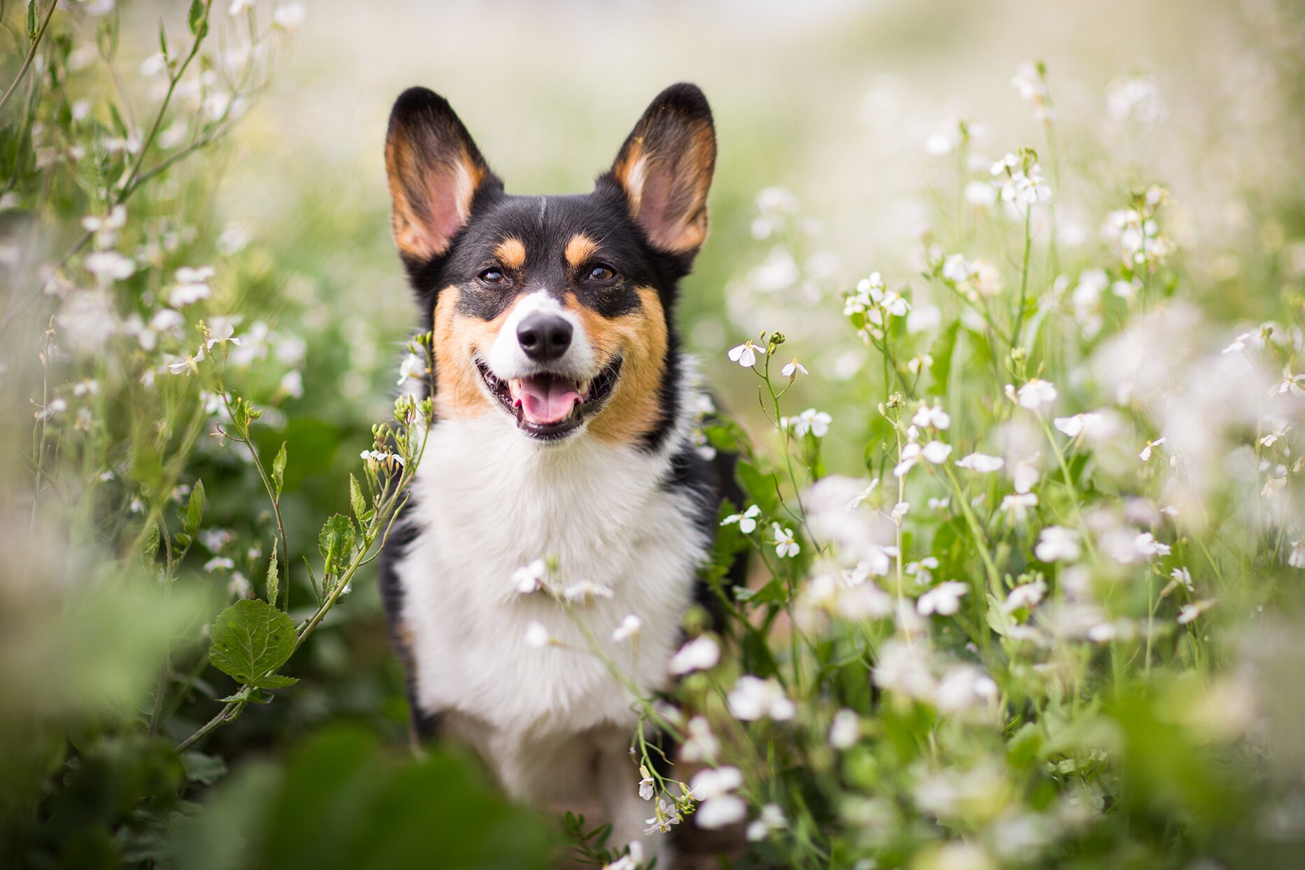 A Guide to Corgi Mixes