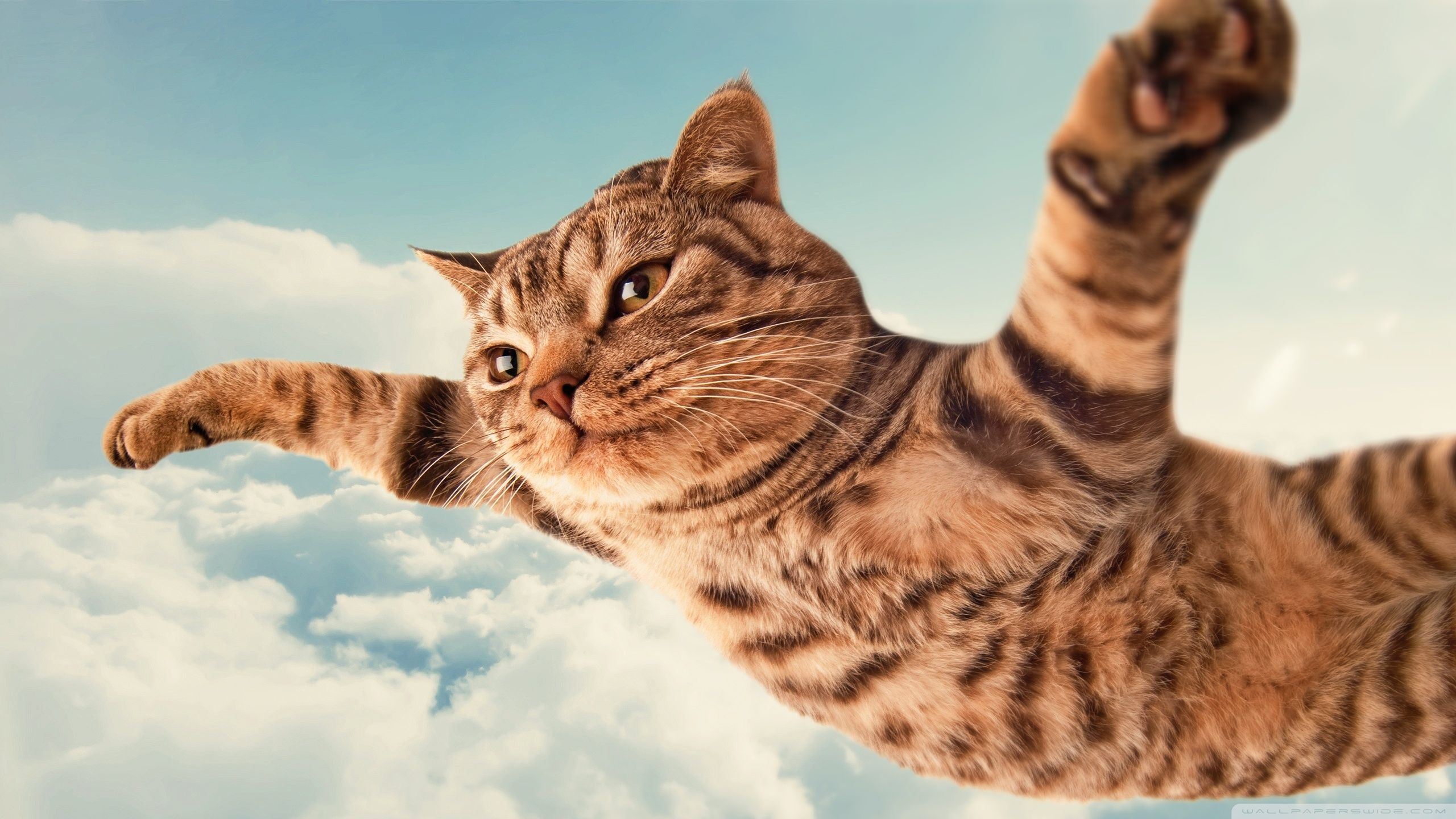 Crazy cat - Cats & Animals Background Wallpapers on Desktop Nexus (Image  2360208)