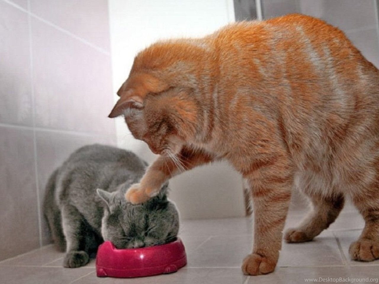 Crazy Cat Animals Funny Picture Wallpaper Desktop Background