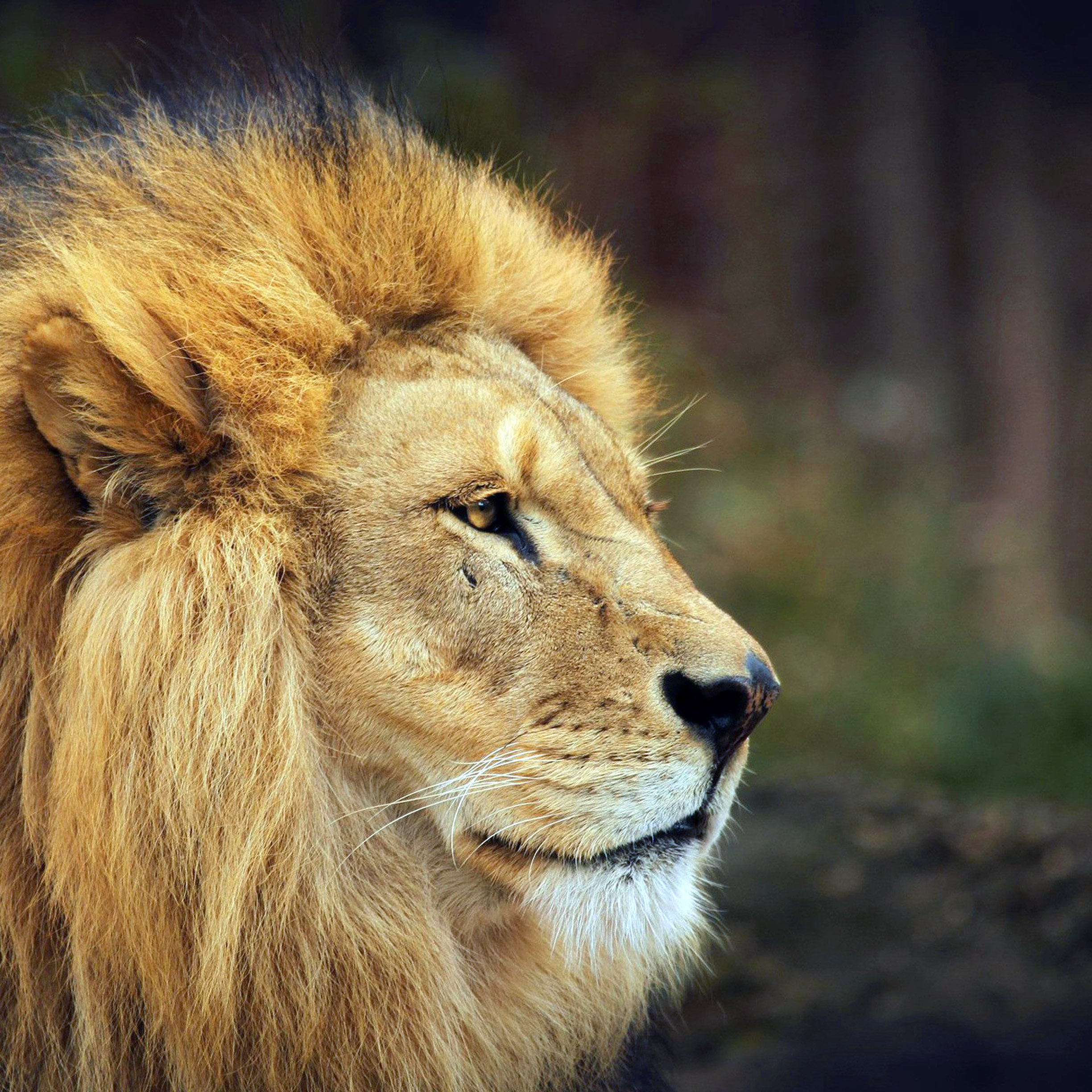 Lion wallpaper for iPhone and iPad