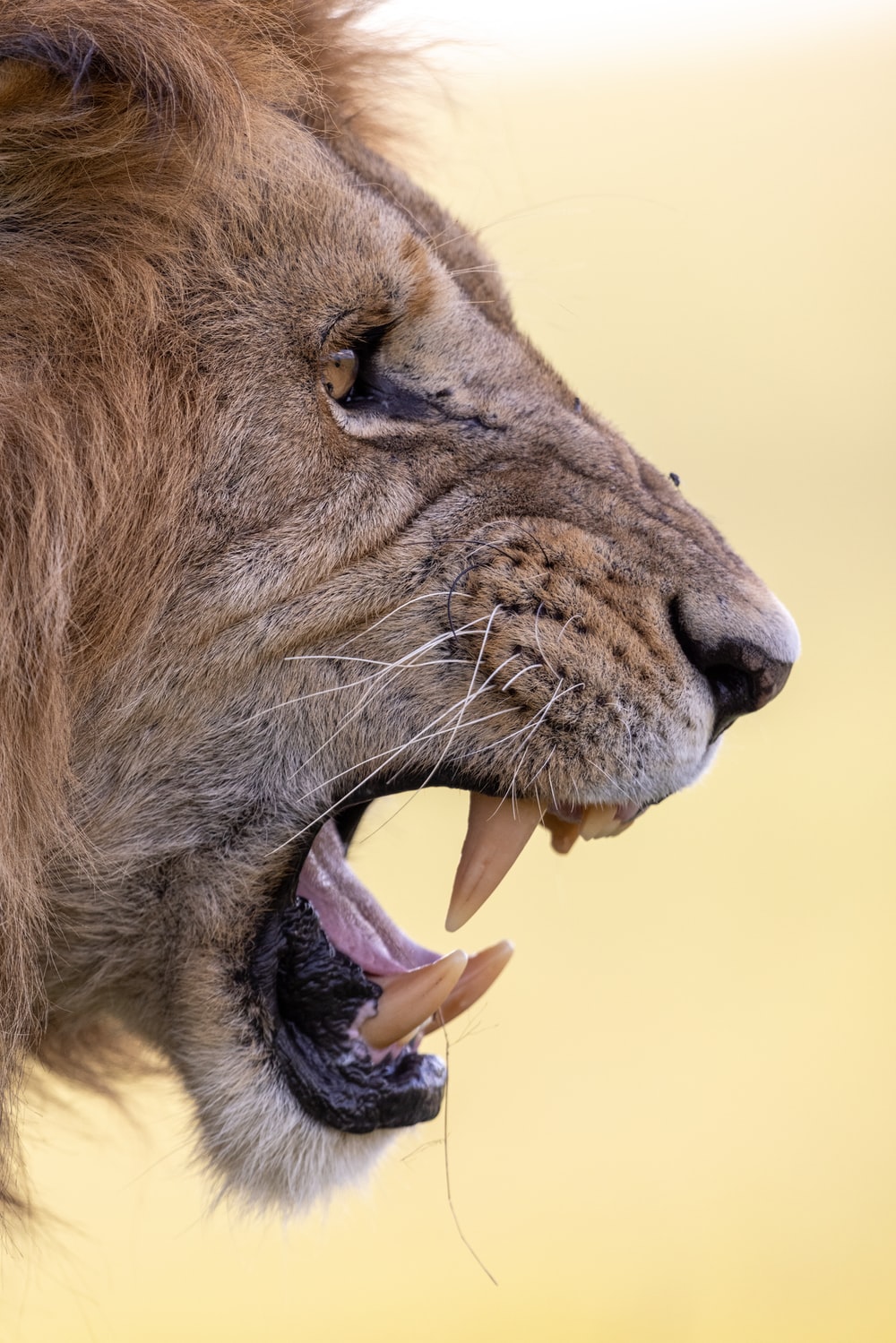 Lions Open Mouth Wallpapers - Wallpaper Cave