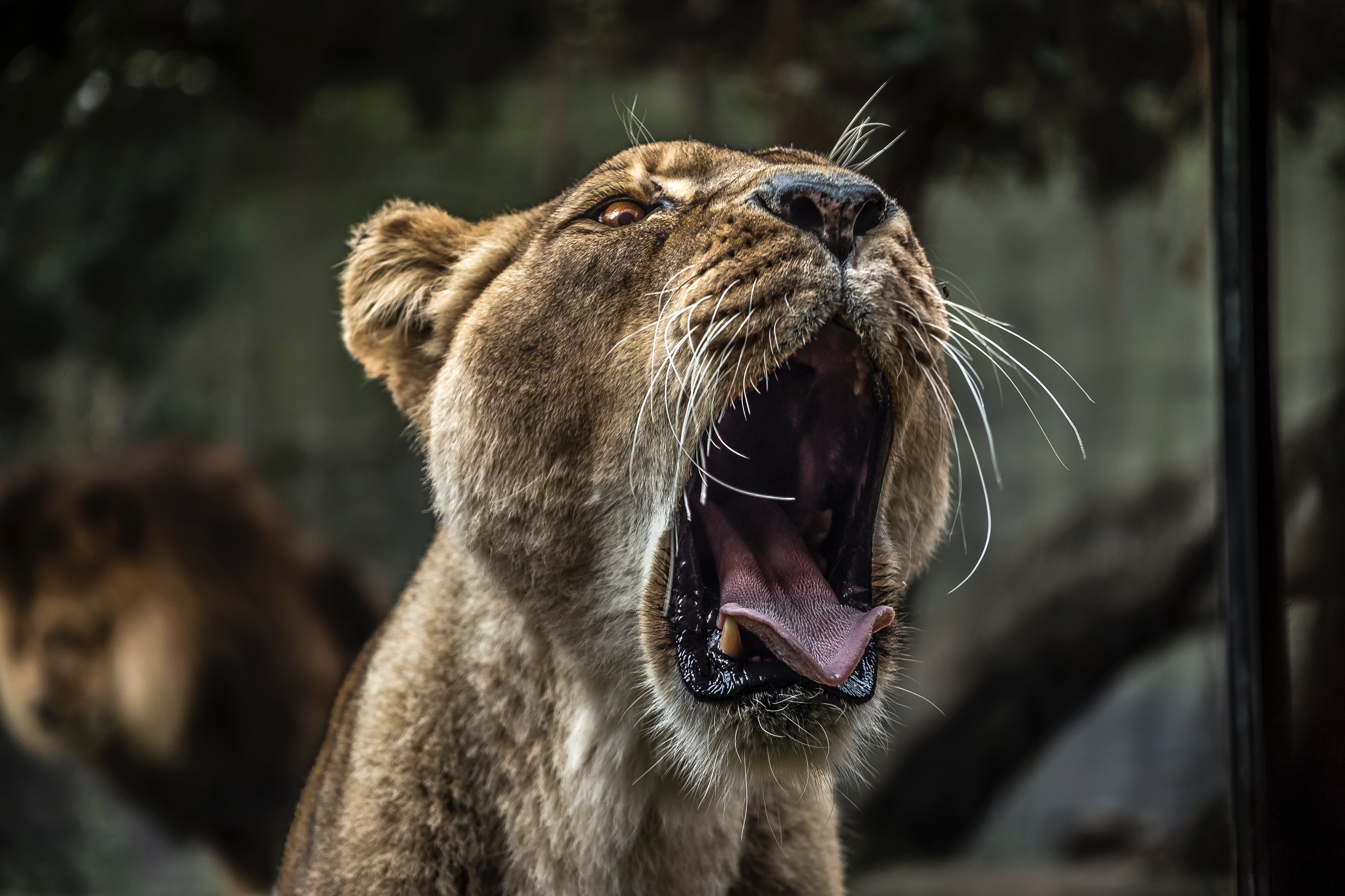 Lion With Open Mouth 5k, HD Animals, 4k Wallpaper, Image, Background, Photo and Picture