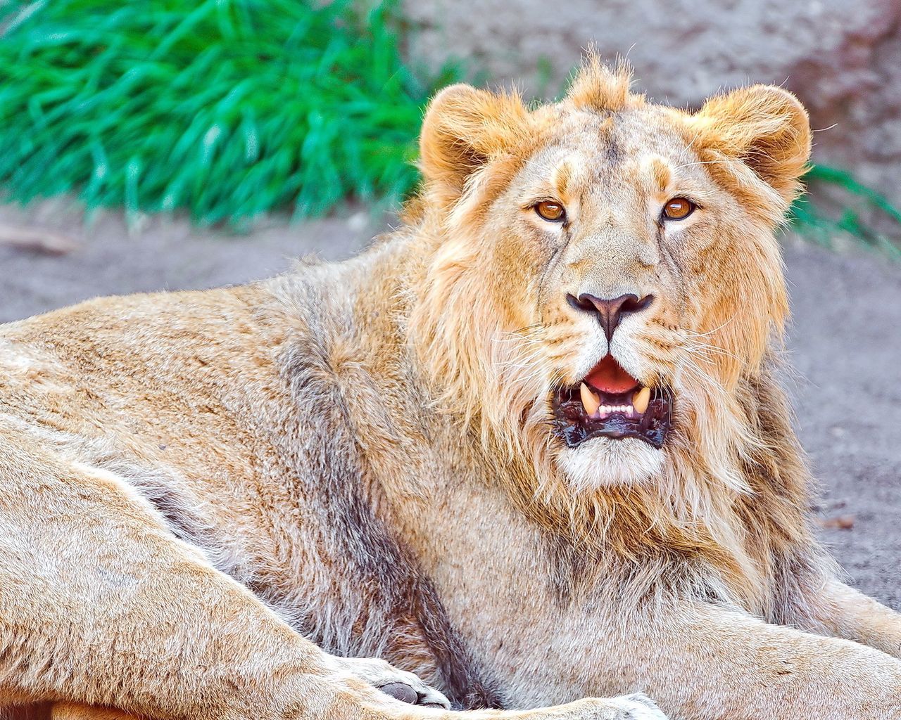 Download wallpaper 1280x1024 lion, lying, open mouth standard 5:4 HD background