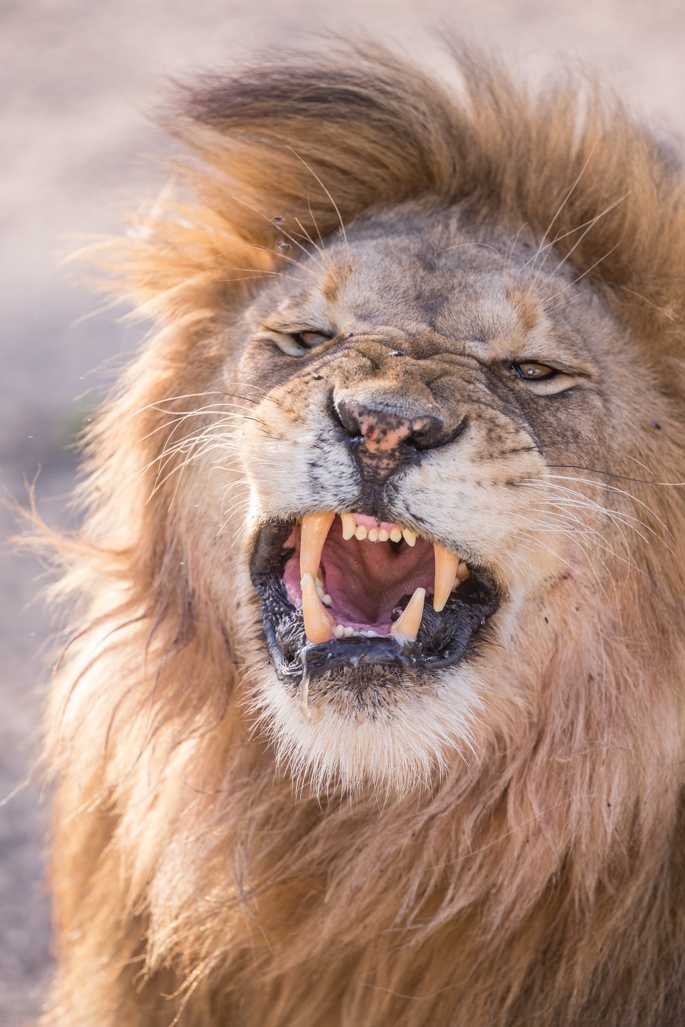 Lion Teeth Picture. Download Free Image