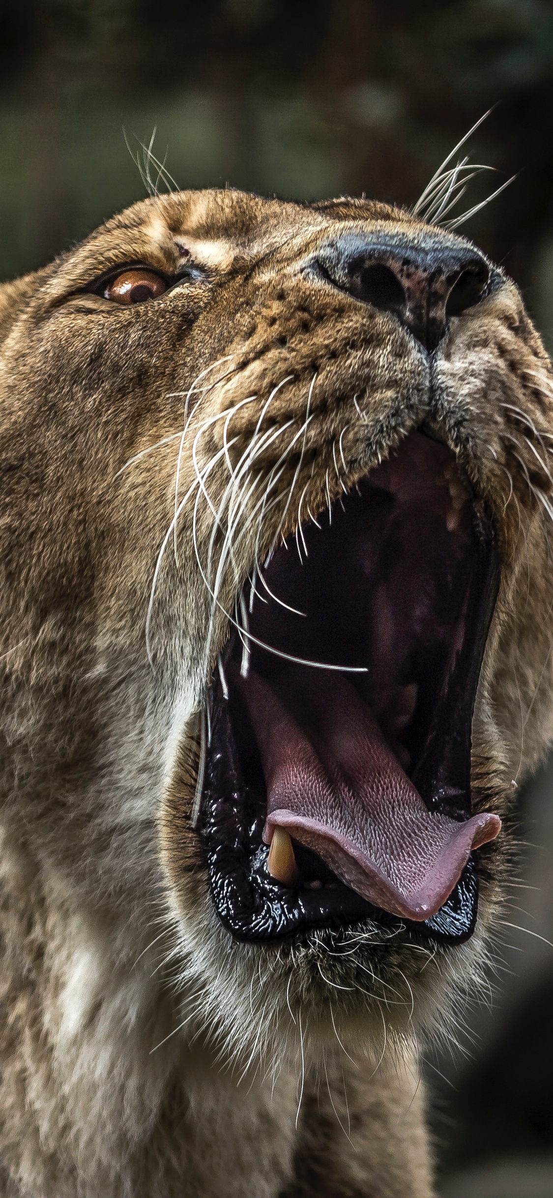 Lion With Open Mouth 5k iPhone XS, iPhone iPhone X HD 4k Wallpaper, Image, Background, Photo and Picture