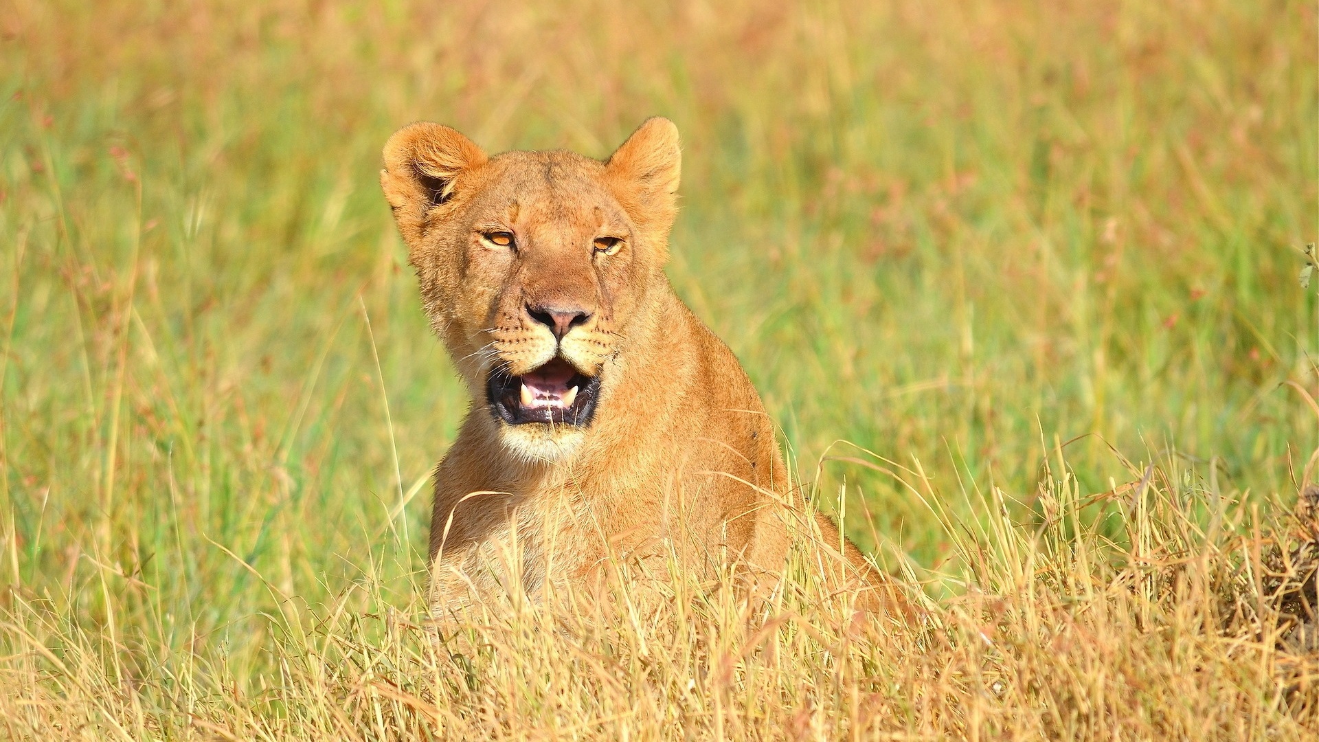Wallpaper Lioness open mouth 1920x1200 HD Picture, Image