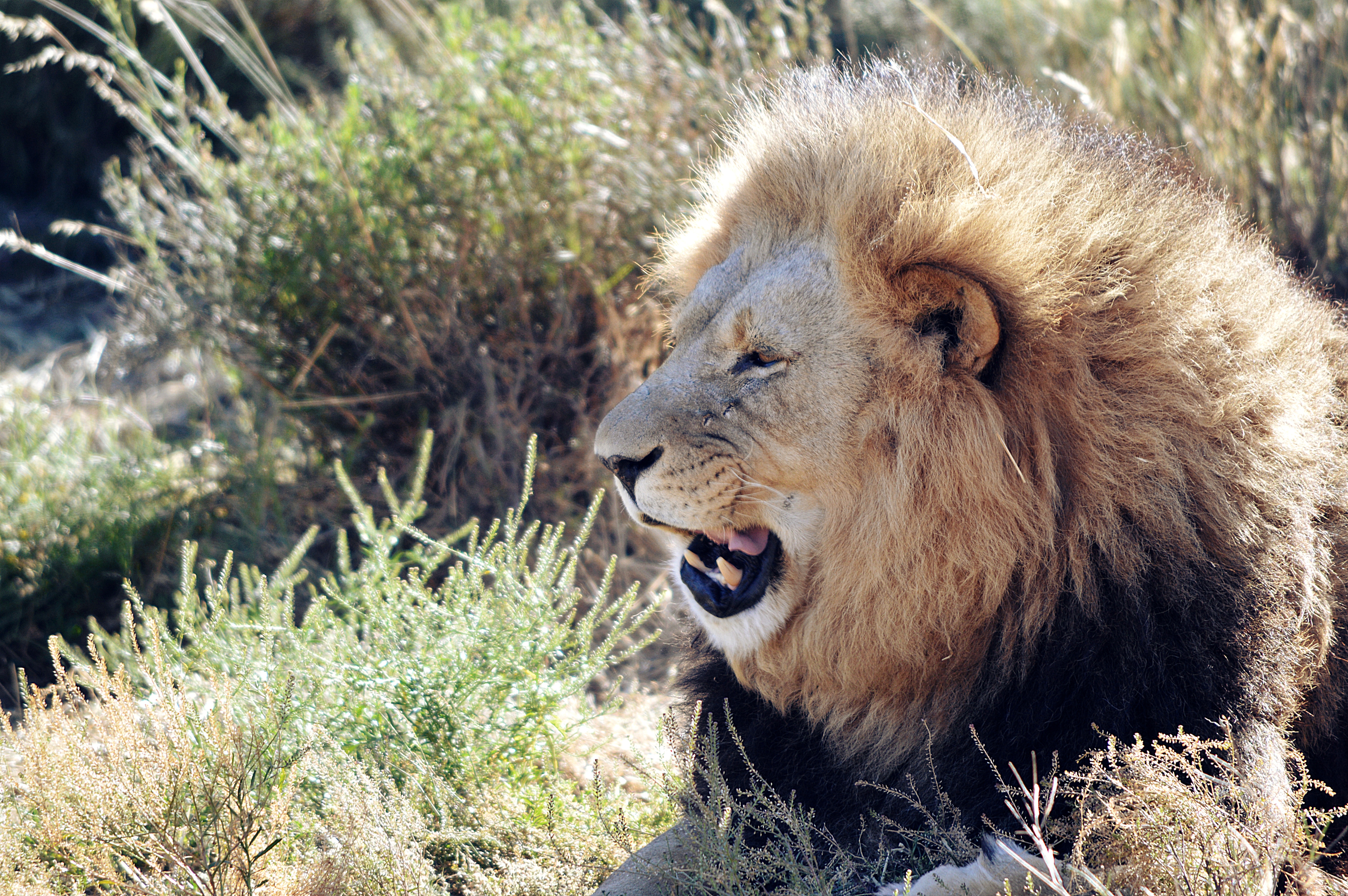 Fluffy lion with open mouth free image download
