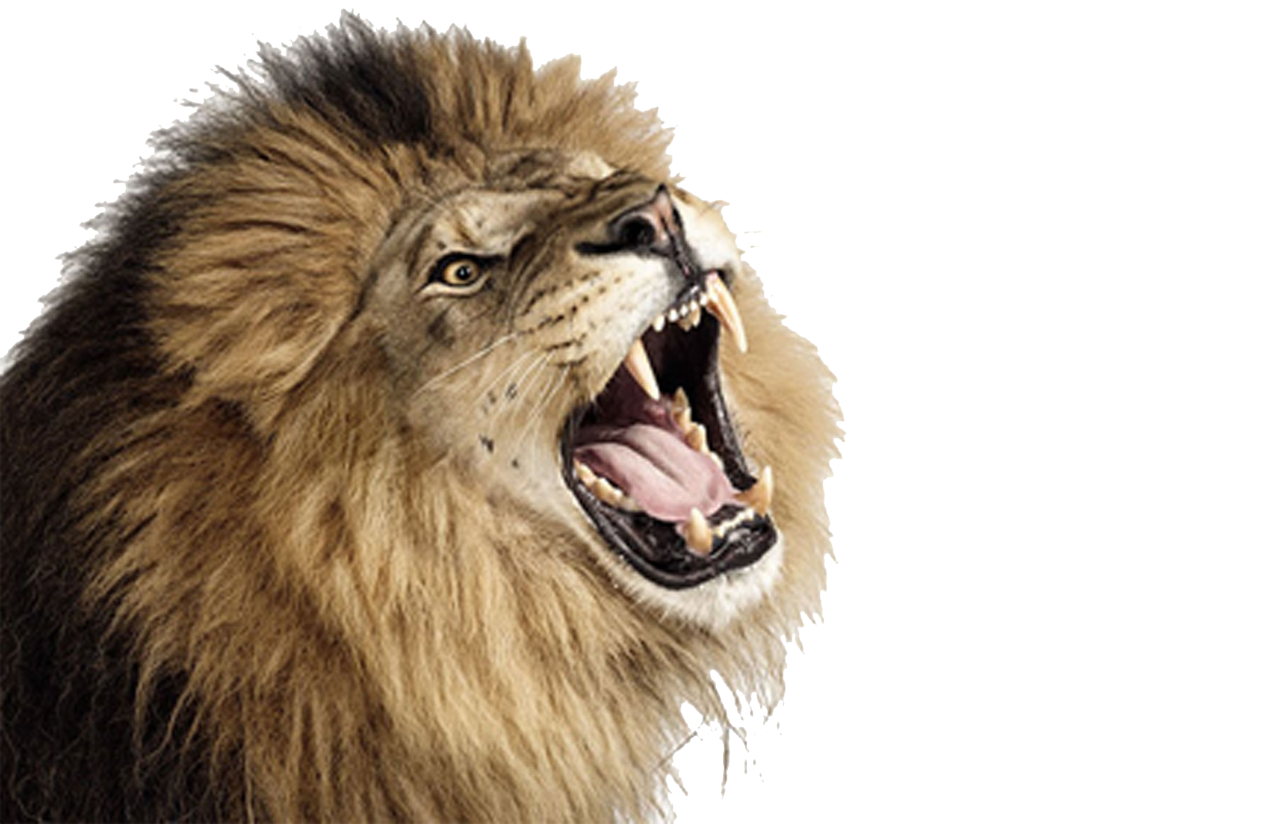 Download Roaring Lion Photo HQ PNG Image