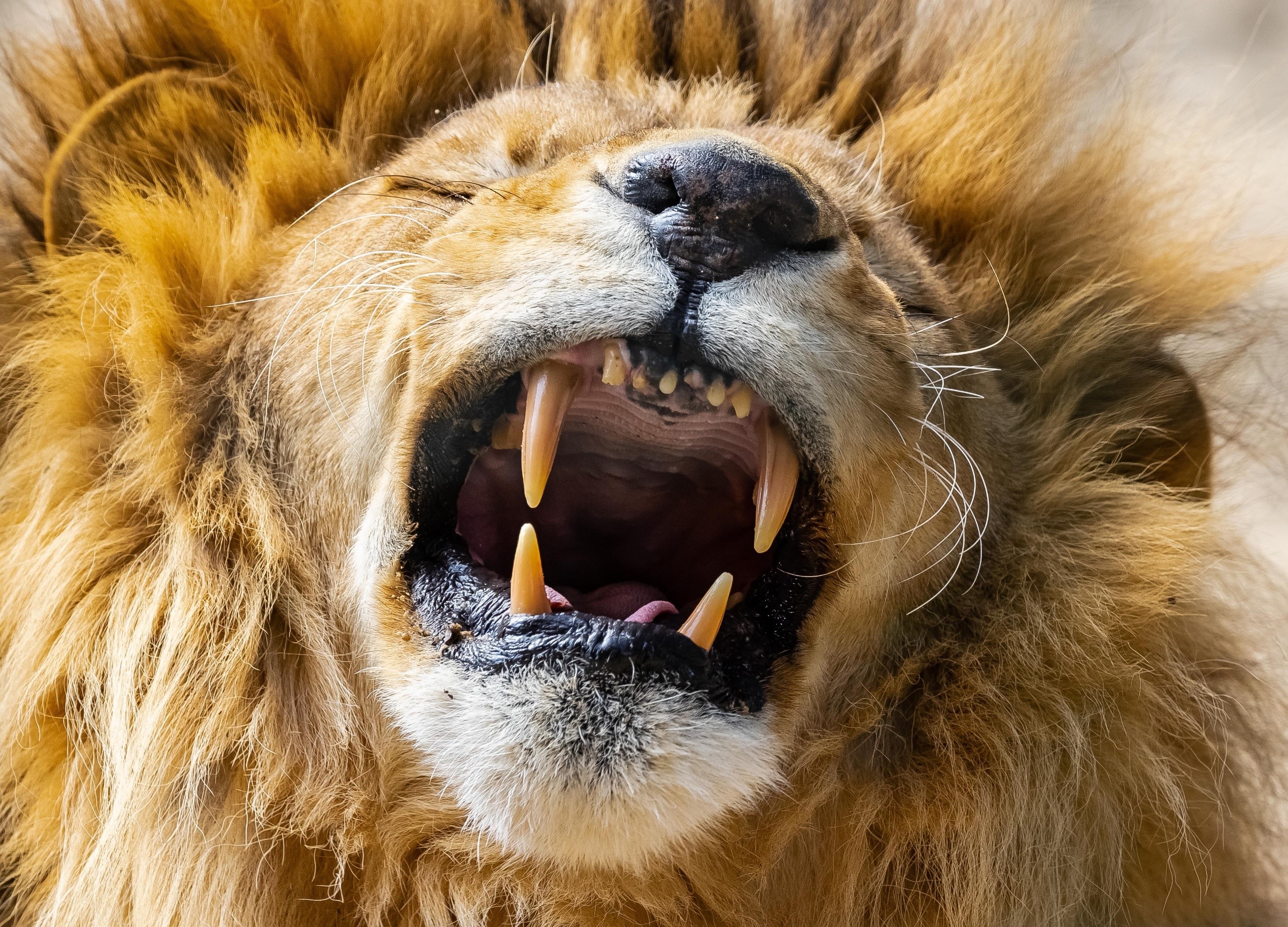 whiskers, lion, open mouth, animals, teeth, fangs, big cats, mammals. Mocah HD Wallpaper