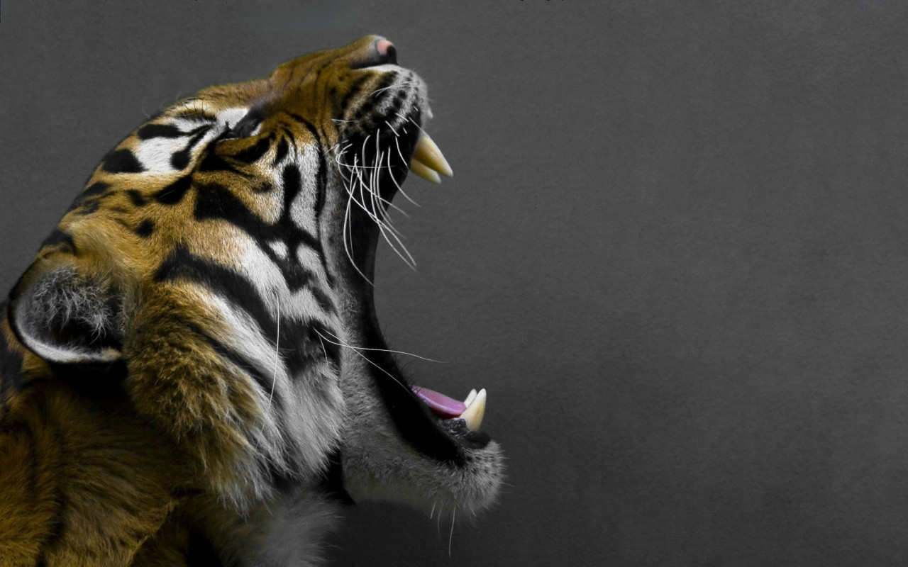 Tiger Wallpaper Open Mouth Side View