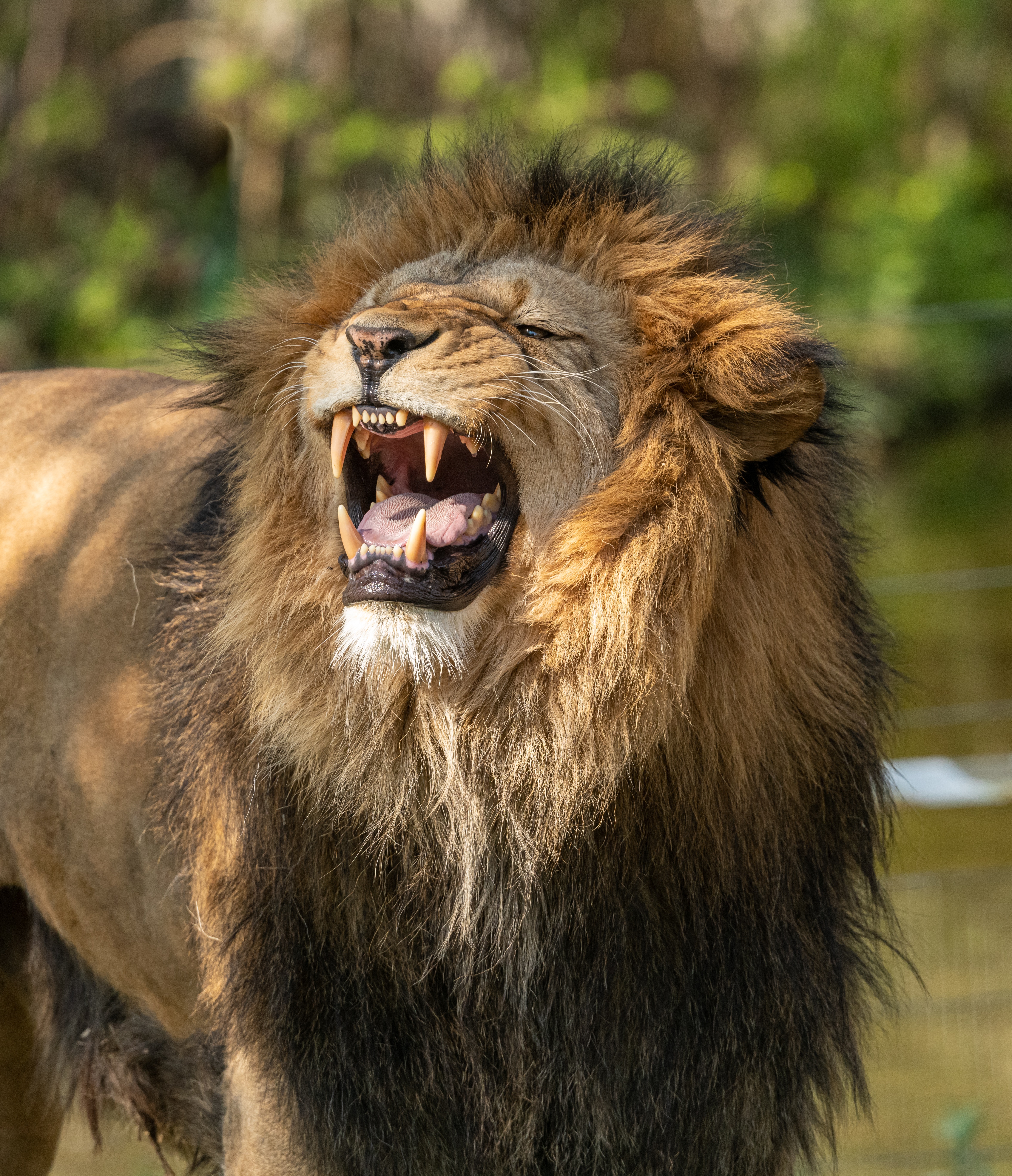 A Roaring Lion · Free