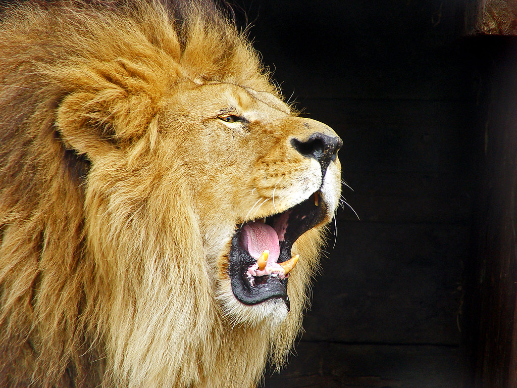 Roaring lion. Nice roaring lion in the Dublin zoo. Made it