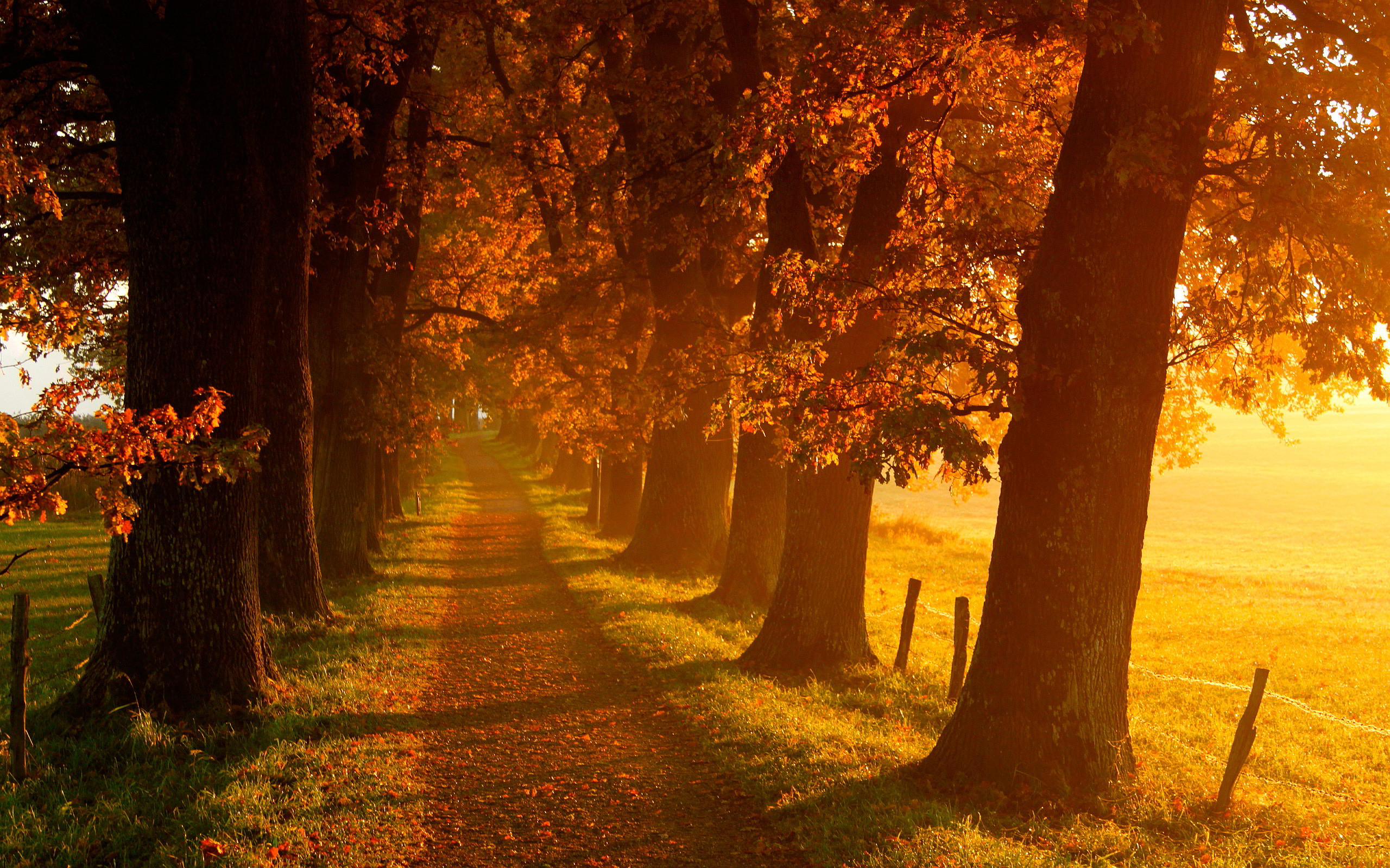 Gorgeous Autumn Wallpaper 44428 2560x1600px