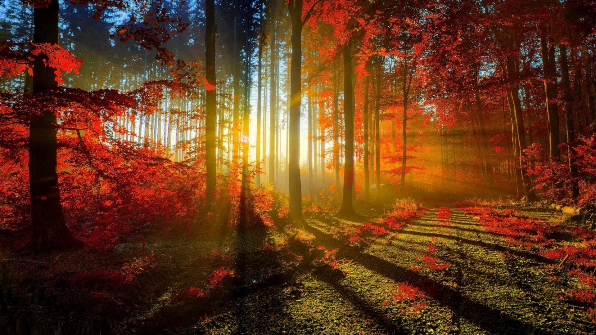 Beautiful Nature Wallpaper for Desktop with Autumn Forest in Morning Wallpaper. Wallpaper Download. High Resolution Wallpaper