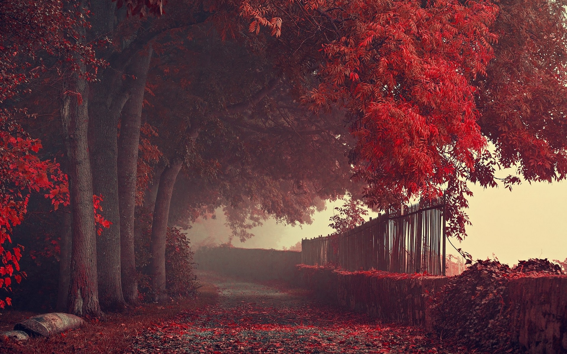 Wallpaper, sunlight, trees, landscape, forest, fall, leaves, night, nature, red, sky, road, branch, sunrise, evening, morning, mist, atmosphere, fence, path, autumn, dawn, darkness, 1920x1200 px, woodland, grove, computer wallpaper, deciduous, maple
