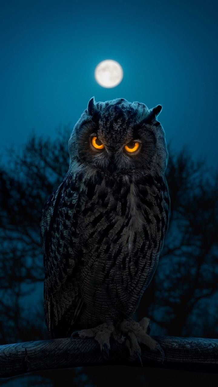 iPhone Wallpaper for iPhone iPhone iPhone X, iPhone XR, iPhone 8 Plus High Quality Wallpaper, iPad Bac. Owl wallpaper, Owl wallpaper iphone, Owl artwork