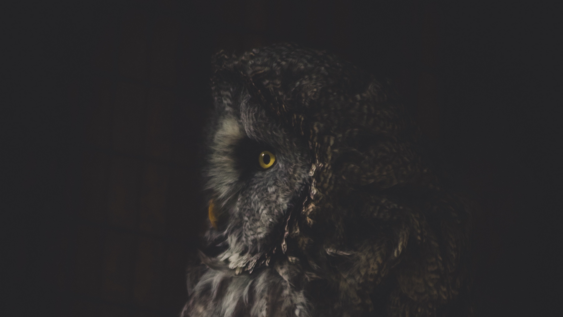 Wallpaper Owl, Bird, Dark, Predator, Looks, Turned