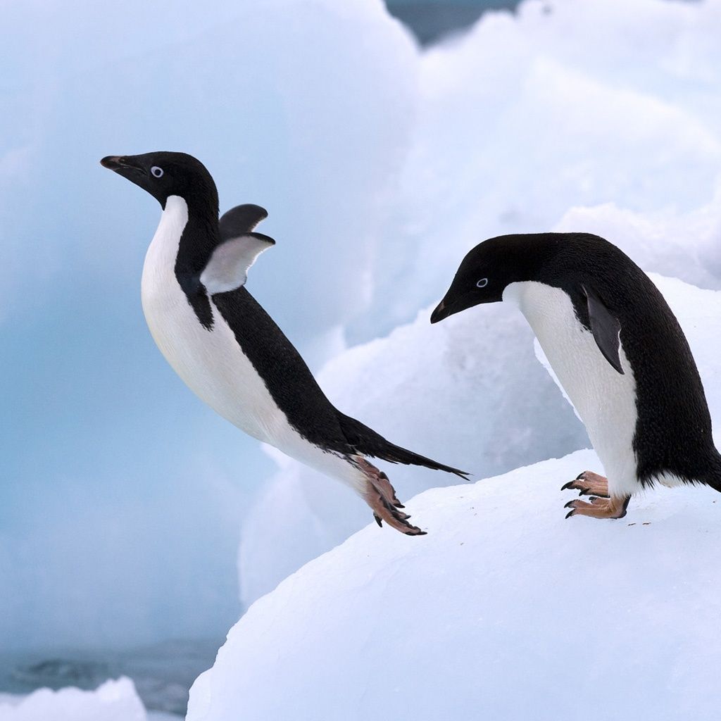 Google Image Result For IPad Wallpaper Download 2203 Jumping Penguins IPad Wallpaper Ili. Penguins, Animals Beautiful, Animals Wild