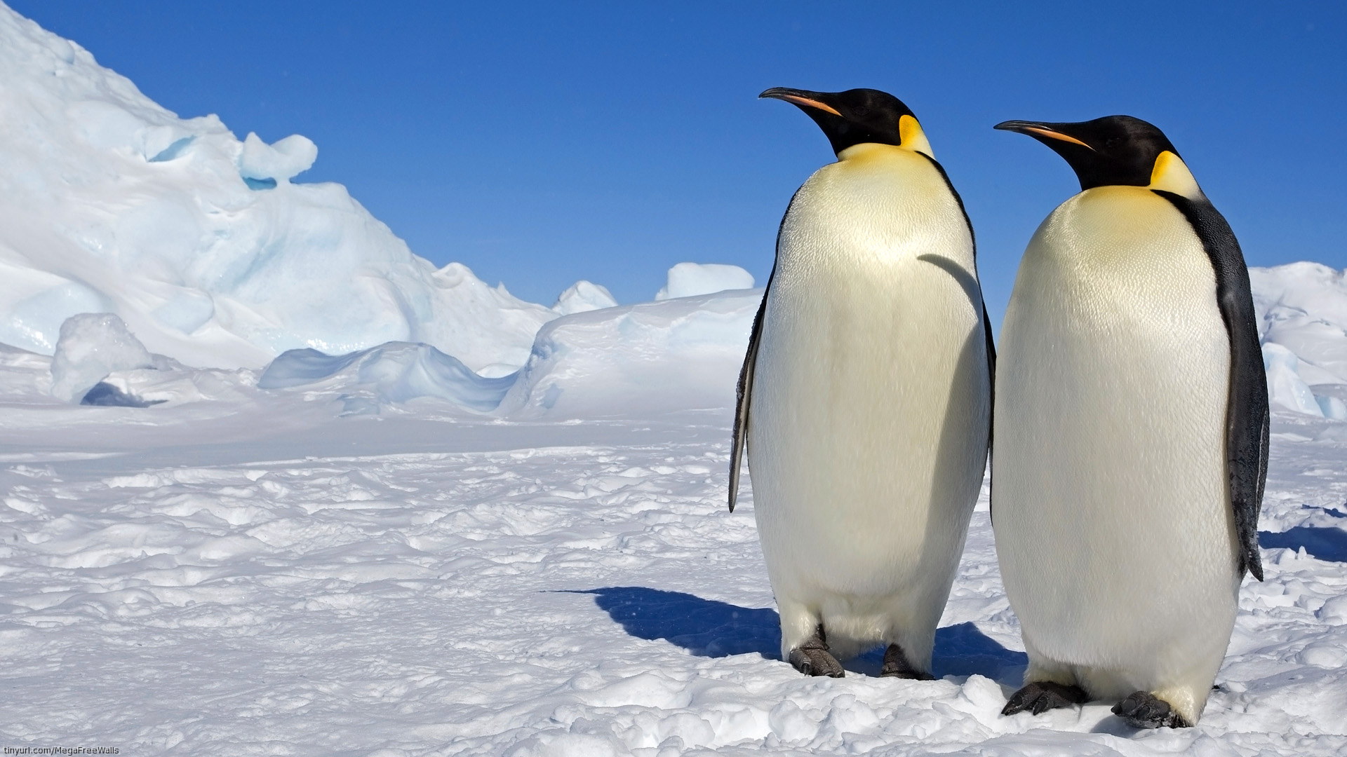 Bird Penguin Snow Ice March Of The Penguins Wallpaper:1920x1080