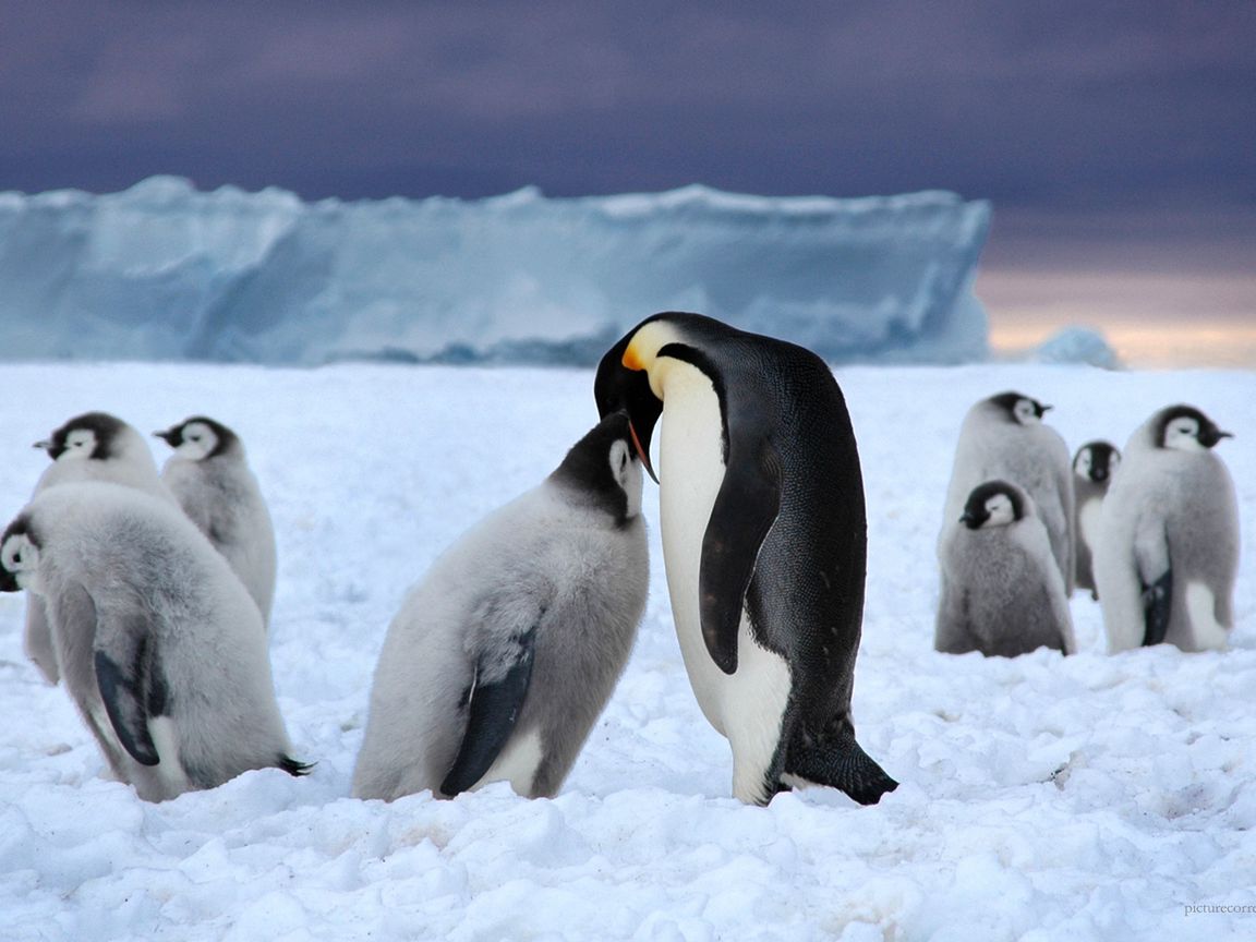 Download wallpaper 1152x864 penguins, ice, pack, white, black, snow standard 4:3 HD background