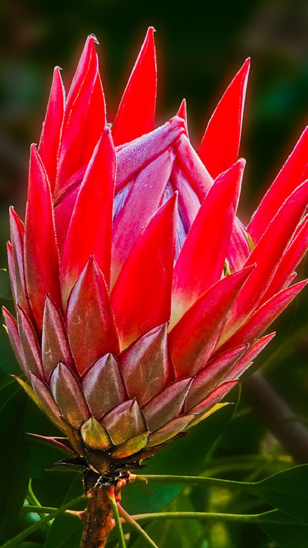Proteas Wallpaper HD for Android