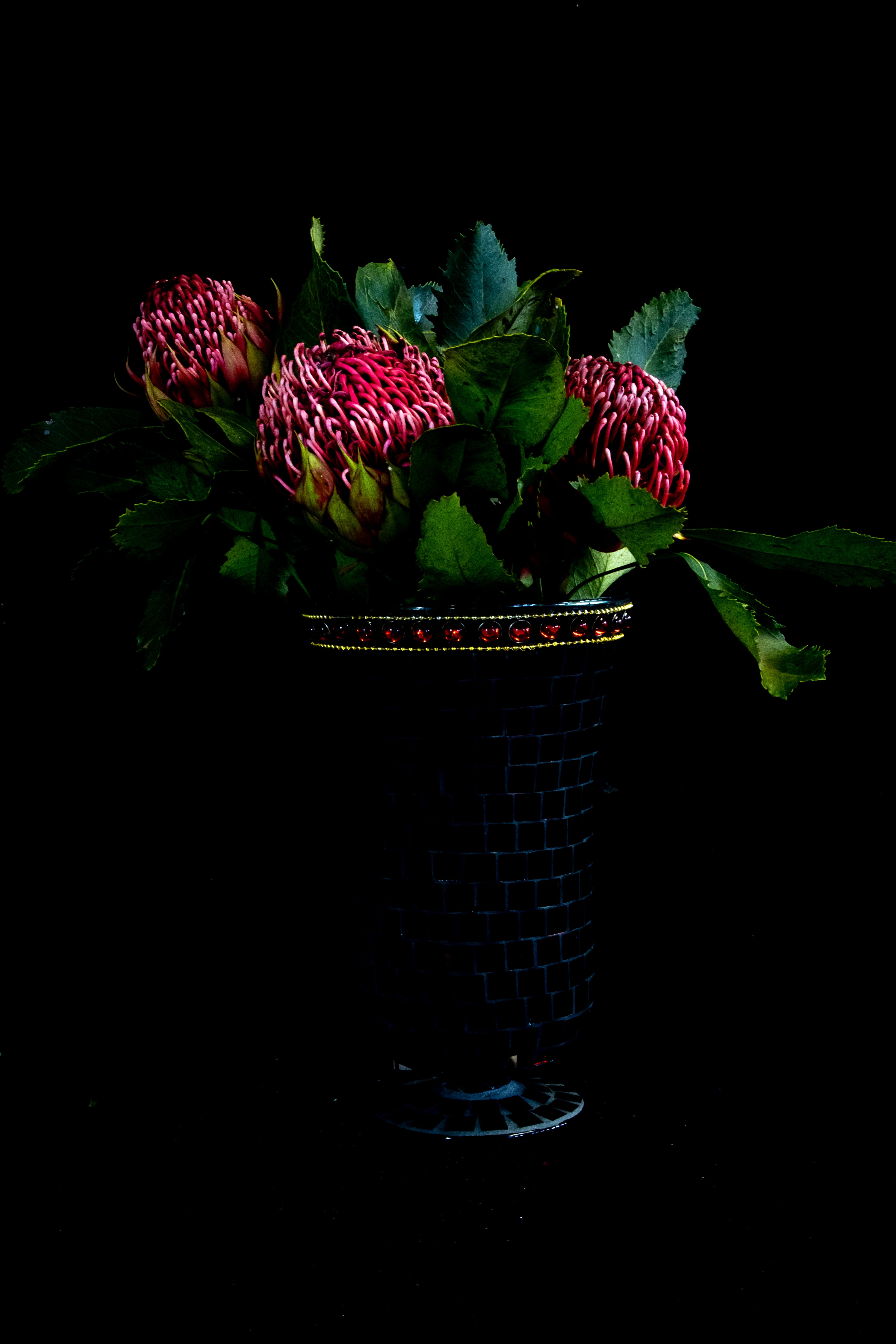 Photo of Protea in Vase Against Black Background · Free