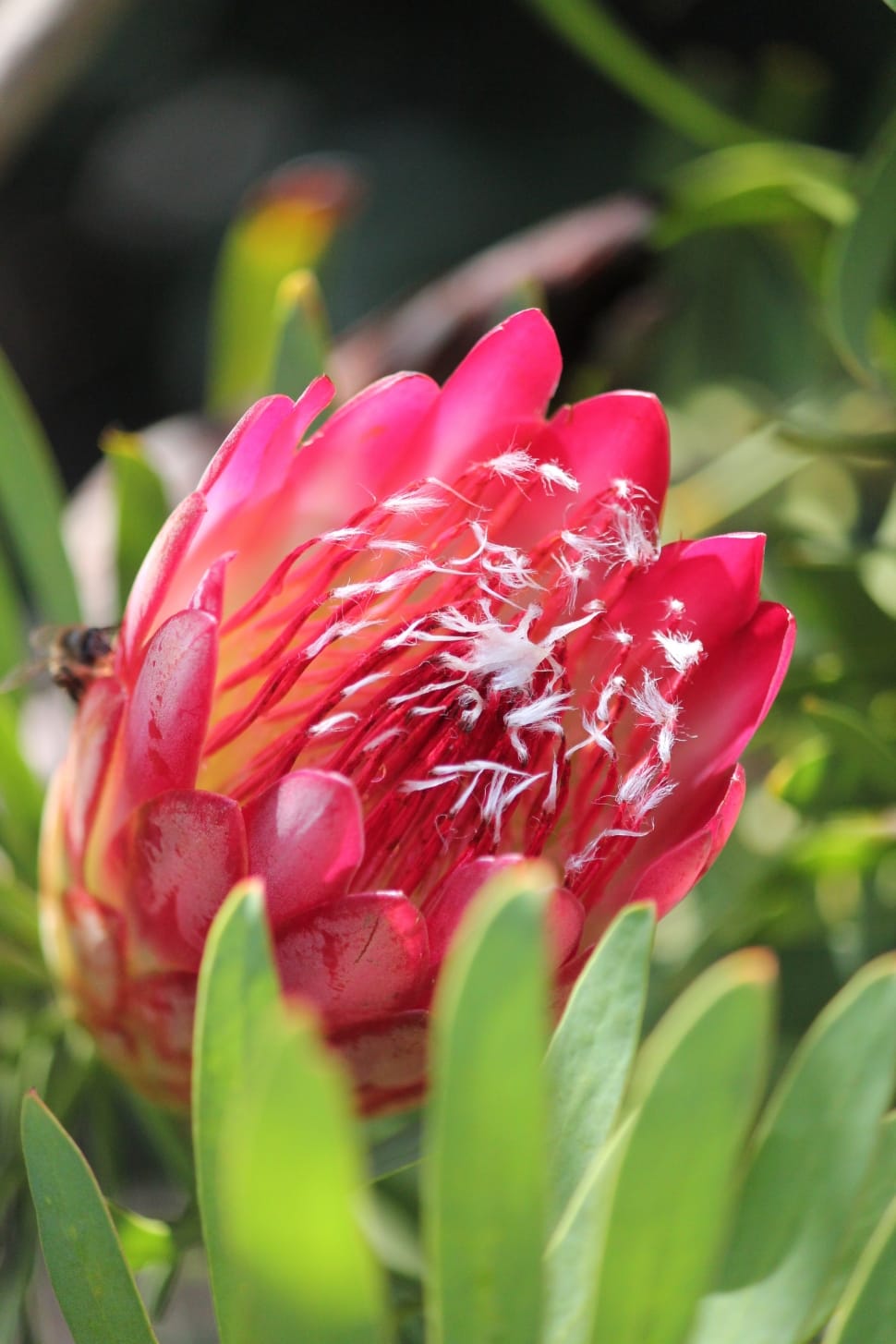 Pink Protea Preview - 非洲 花