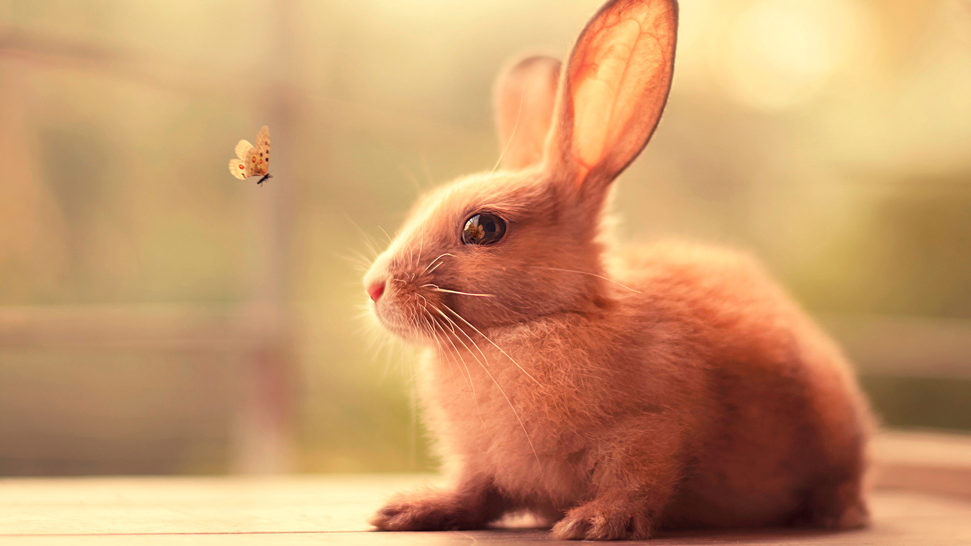 Bunny Cute Laptop Full HD 1080P HD 4k Wallpaper, Image, Background, Photo and Picture