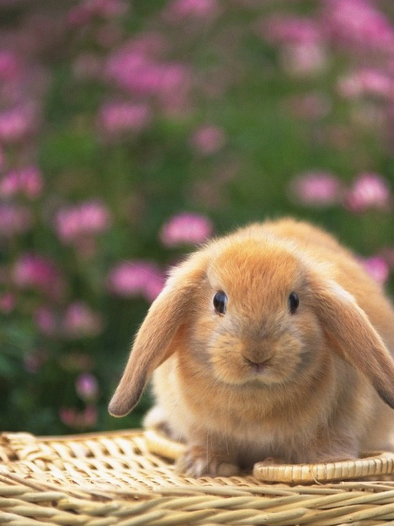 Free download Cute bunny the iPad wallpapers iPad Backgrounds Best iPad Wal...