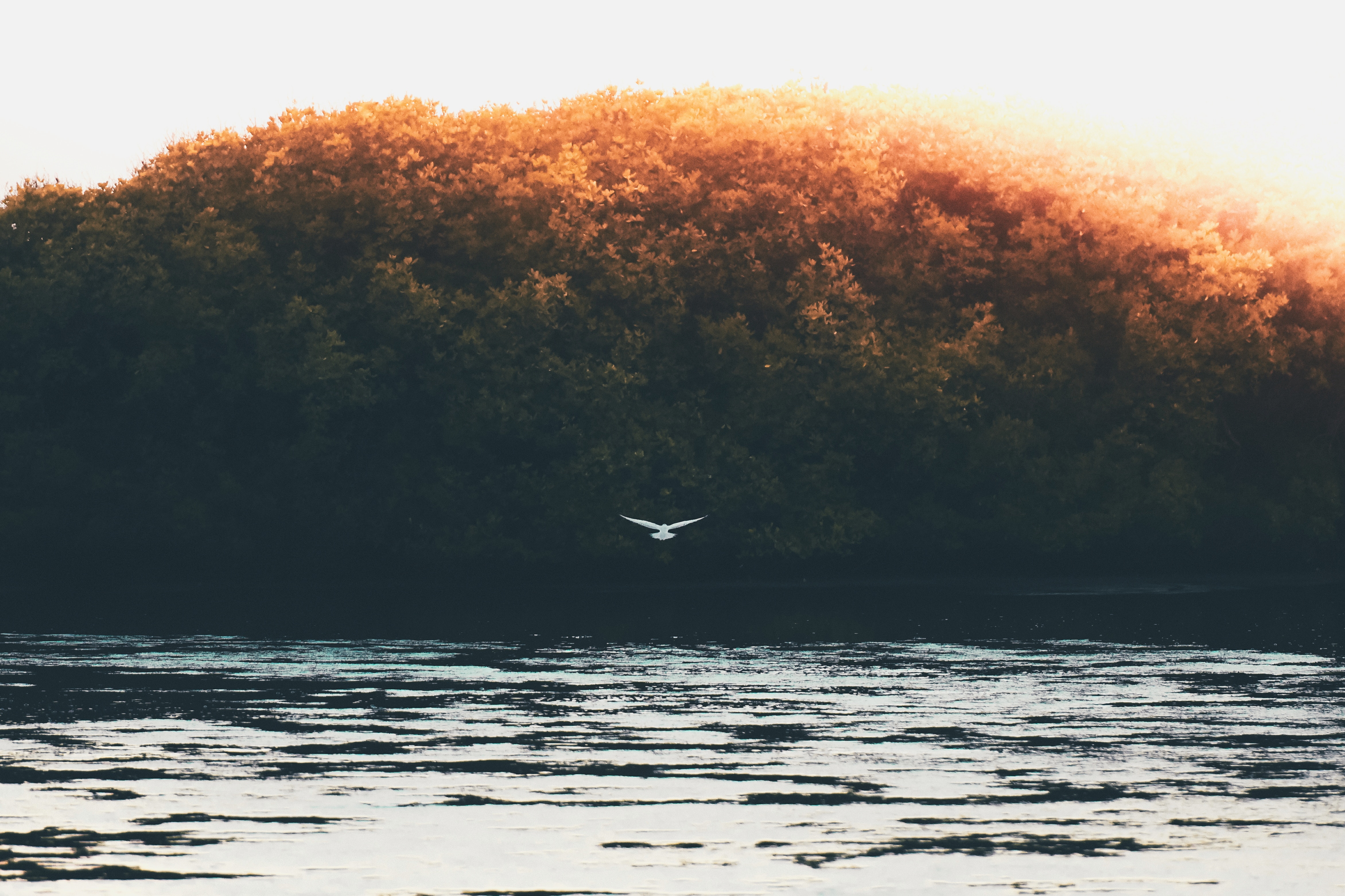 4688x3125 ripple, landscape, trees, paradise, 4k, vsco, bird, hd, water, color, wallpaper, instagram, lake, faded, natural, flying, nikon, maldife, evening, dark, Free Gallery HD Wallpaper