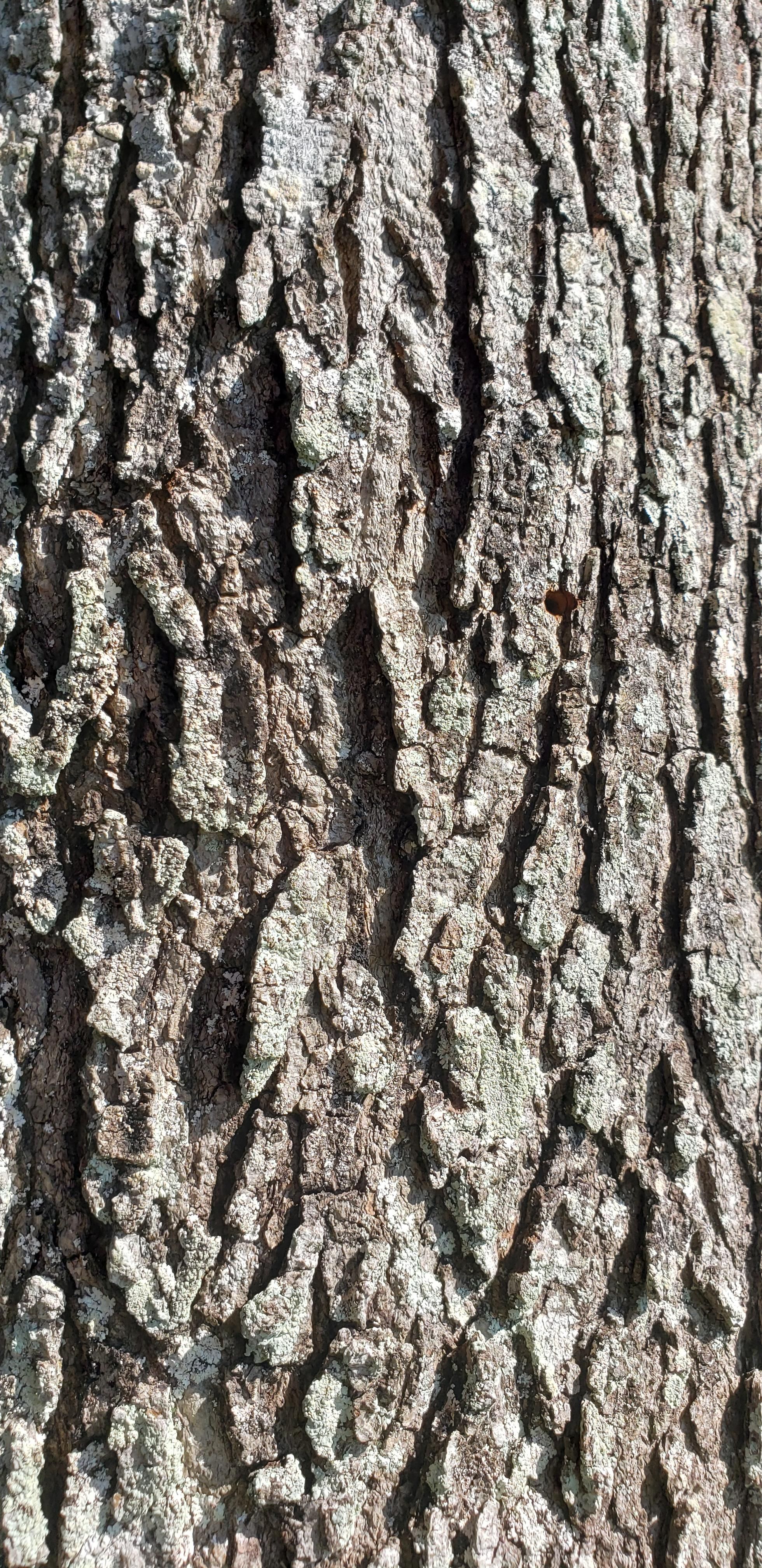 Simple tree bark wallpaper I took with my note 9 [4032 x 1960]. Tree bark wallpaper, Simple tree, Wallpaper