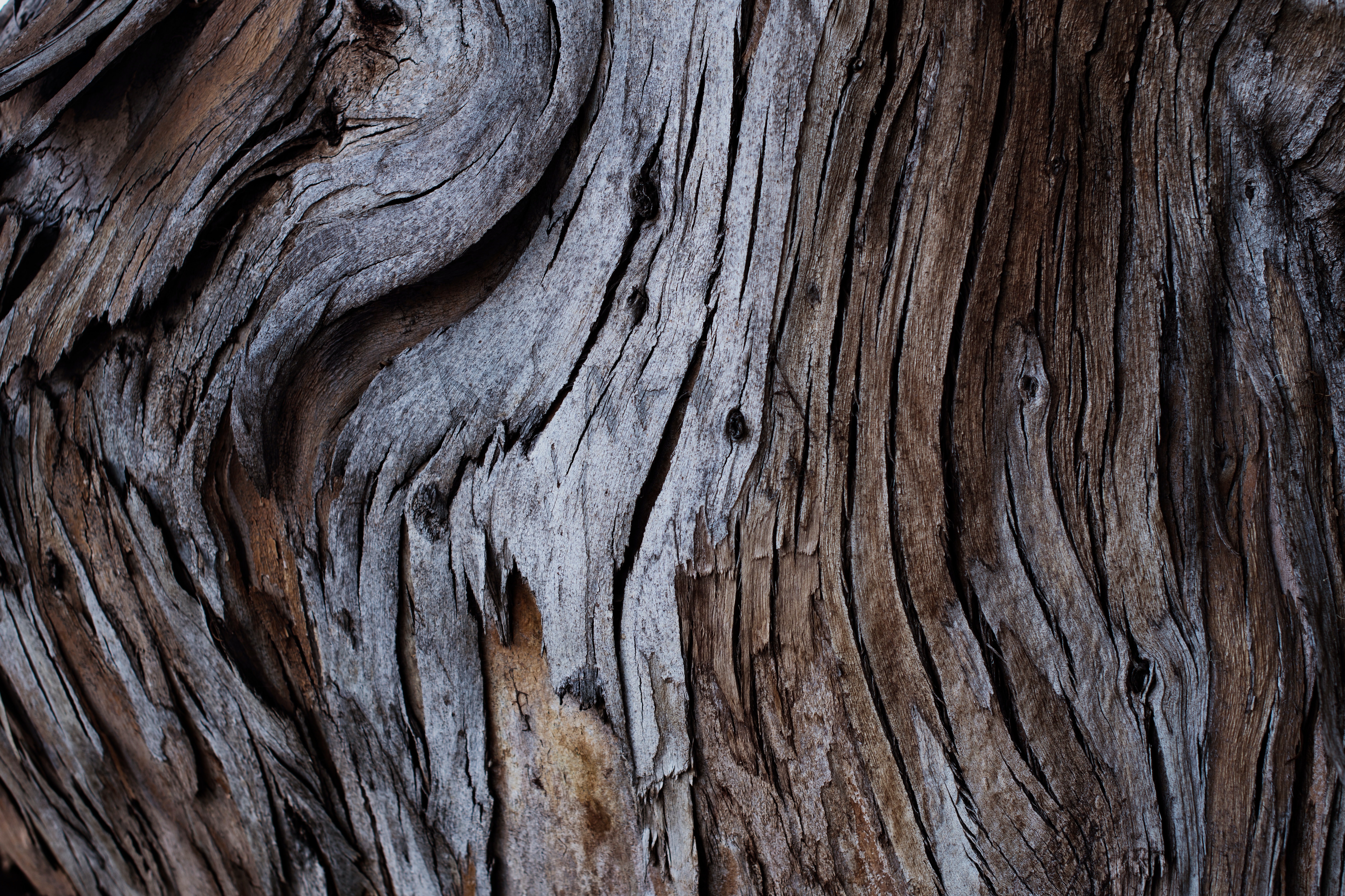 Tree Bark · Free