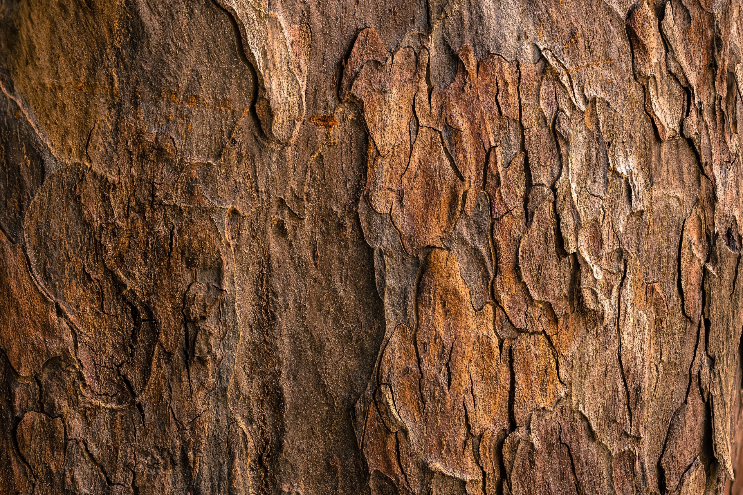 Tree Bark Wallpapers - Wallpaper Cave