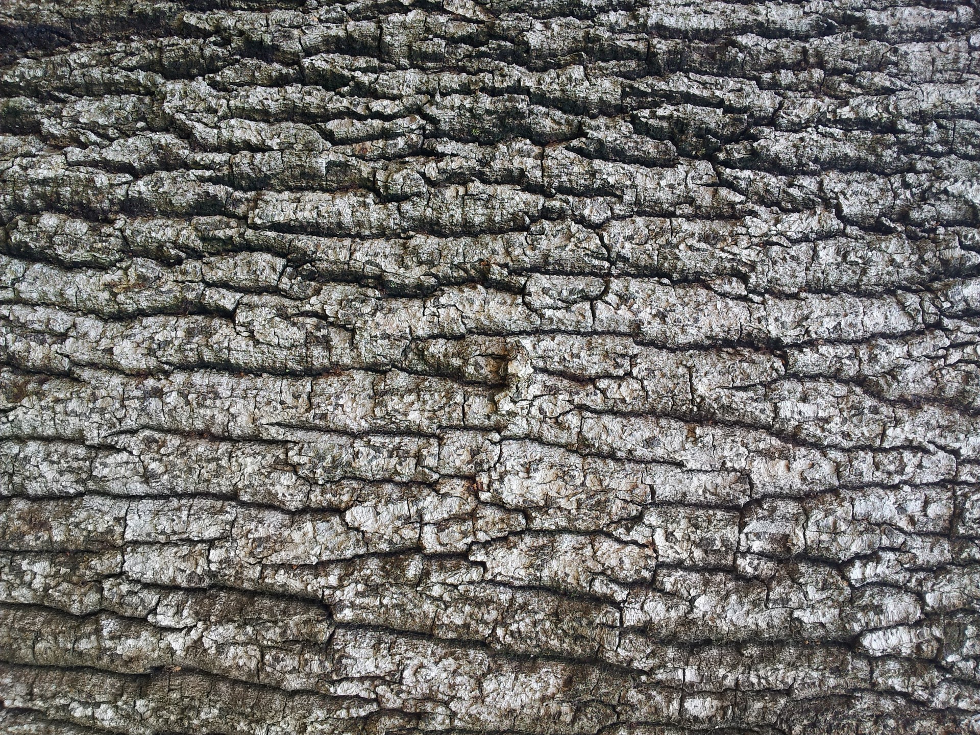 Old Tree Bark Wallpaper Free Domain Picture