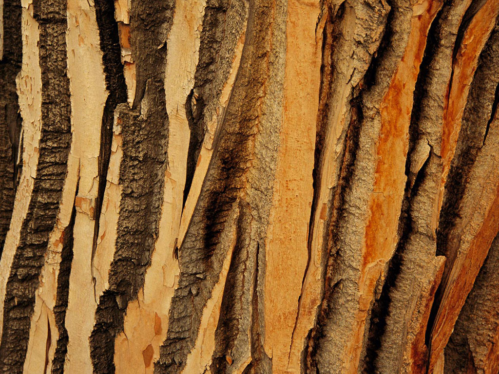 Free download wallpaper Tree Bark Wallpaper [1024x768] for your Desktop, Mobile & Tablet. Explore Tree Trunk Wallpaper. Wallpaper with Trees Designs, Tree Wallpaper for Walls, Wallpaper That Looks Like Trees