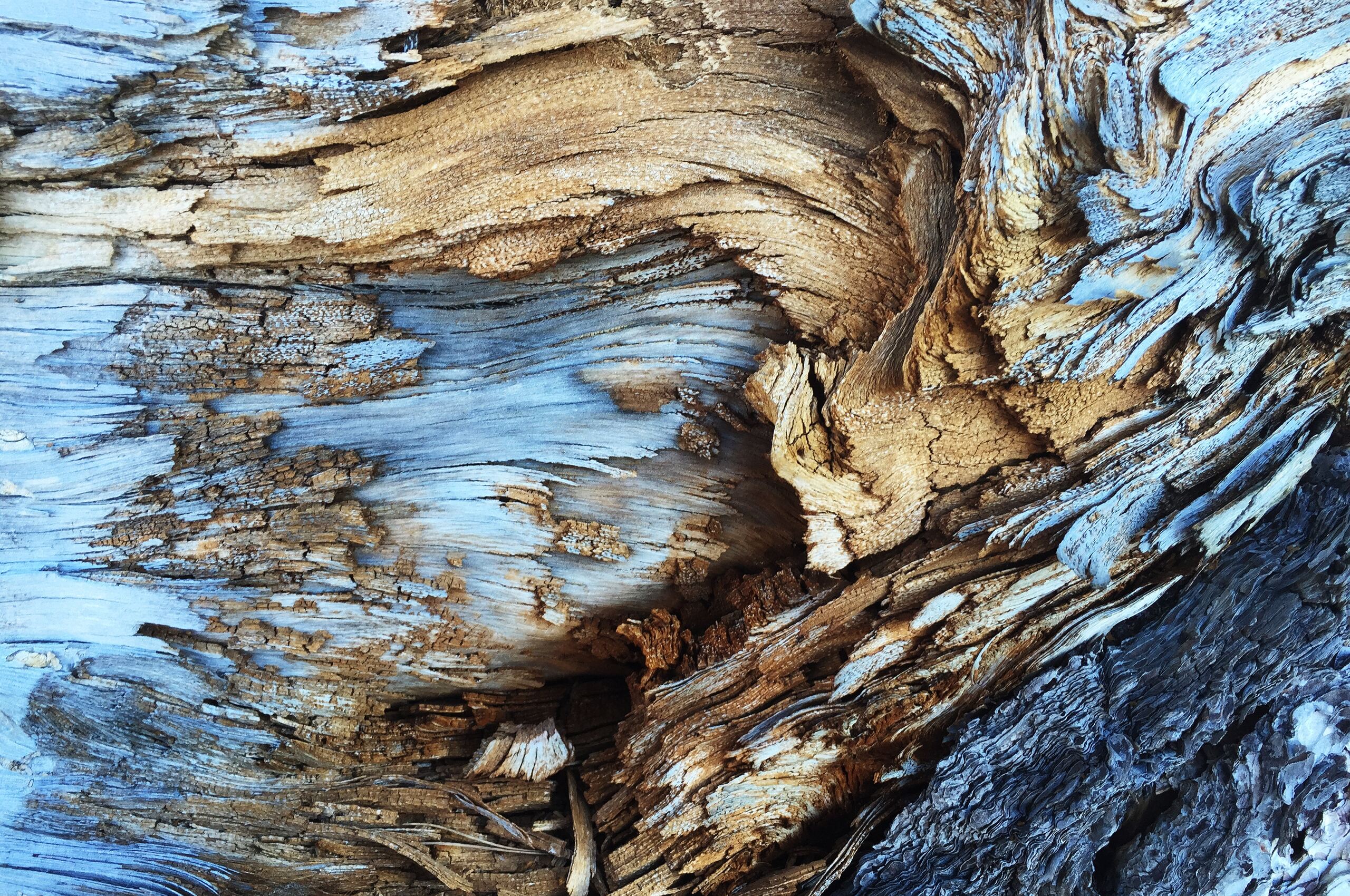 Tree Bark Wallpapers - Wallpaper Cave