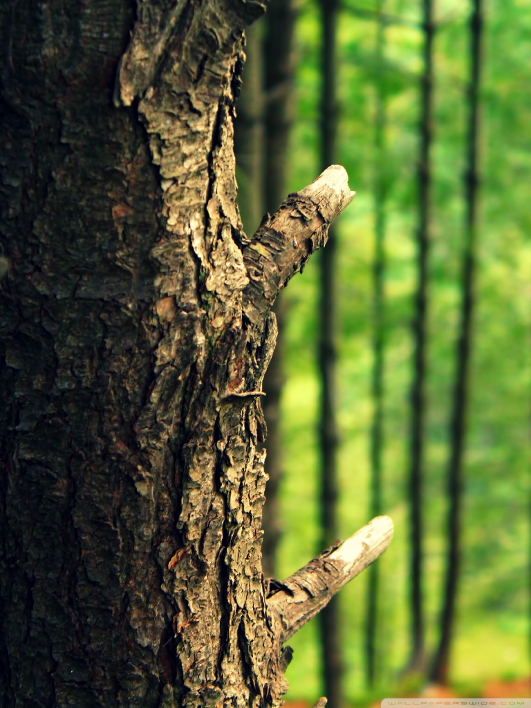 Tree Bark Ultra HD Desktop Background Wallpaper for 4K UHD TV, Widescreen & UltraWide Desktop & Laptop, Tablet