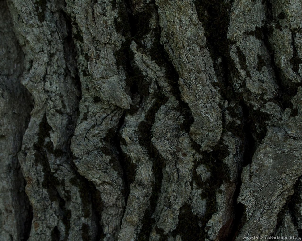 Tree Bark Wallpaper Photography Wallpaper Desktop Background