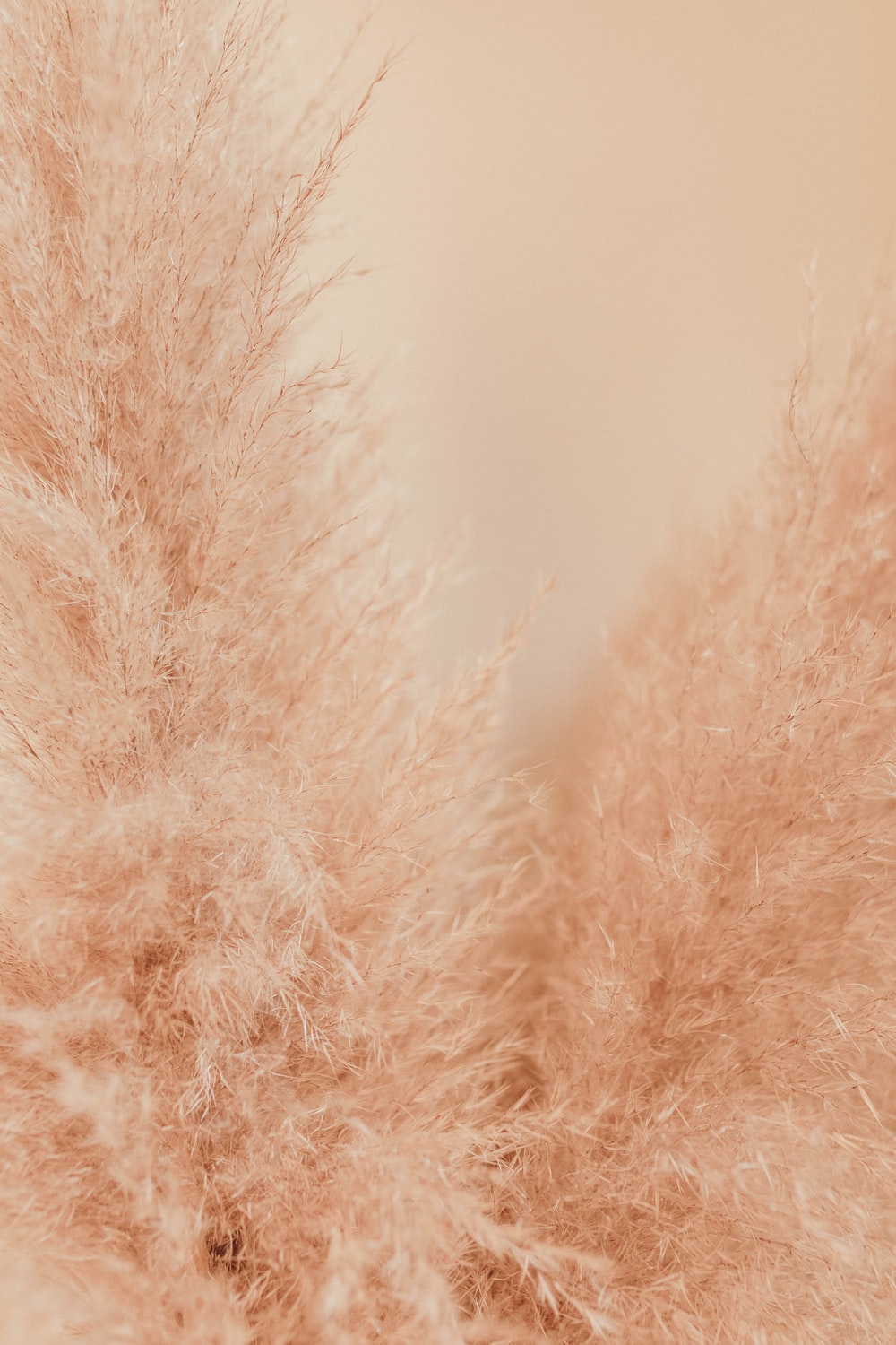 Brown Texture Picture. Download Free Image