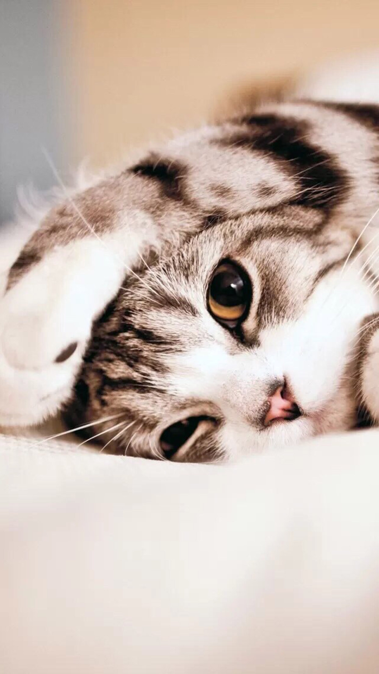 Cat 2 Wallpaper for iPhone Pro Max, X, 6