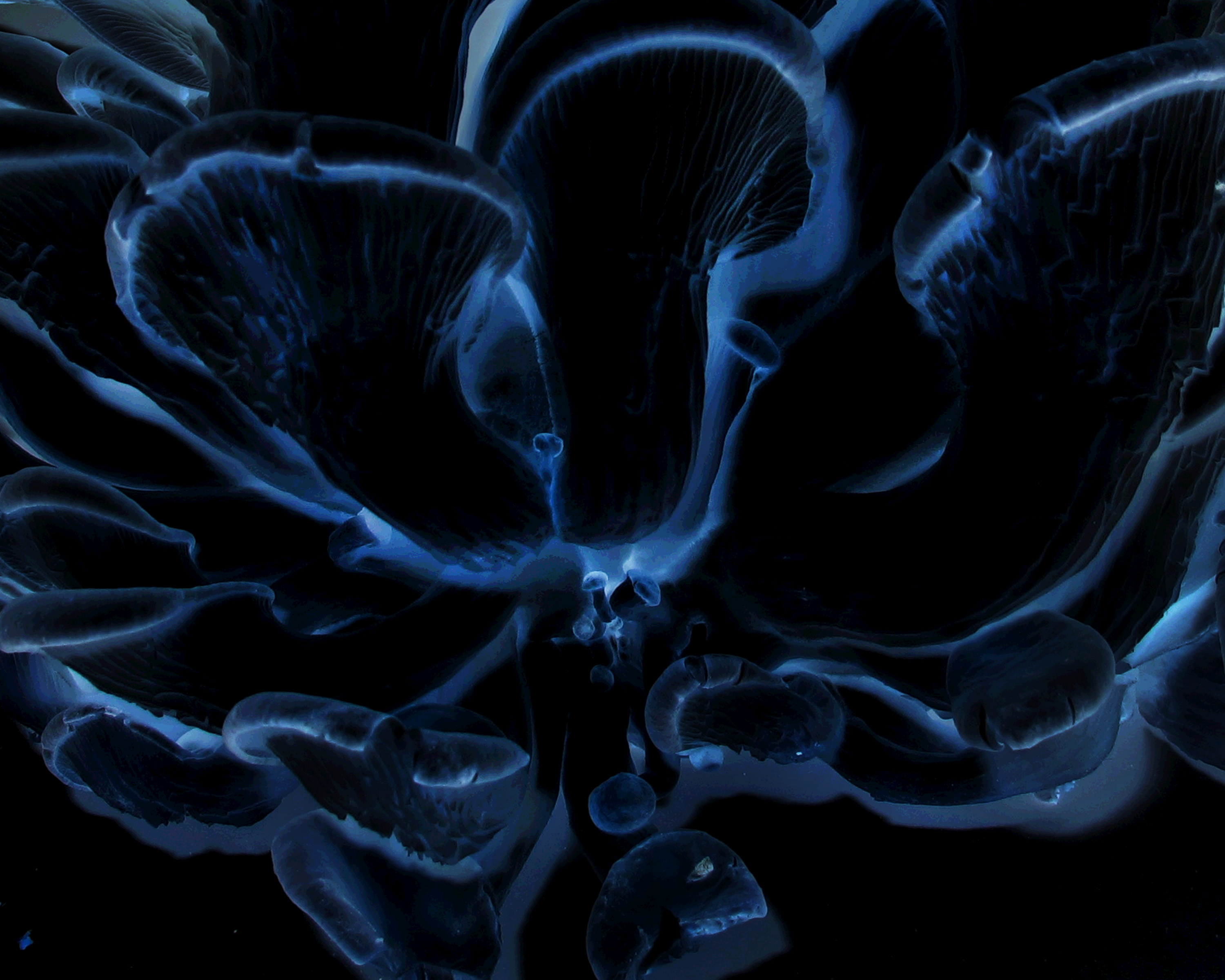 Free Image, flower, smoke, flame, darkness, mushroom, blue, human body, symmetry, organ, indigo, sacramento, screenshot, absoluteblue, daarklands, computer wallpaper, fractal art 3000x2400