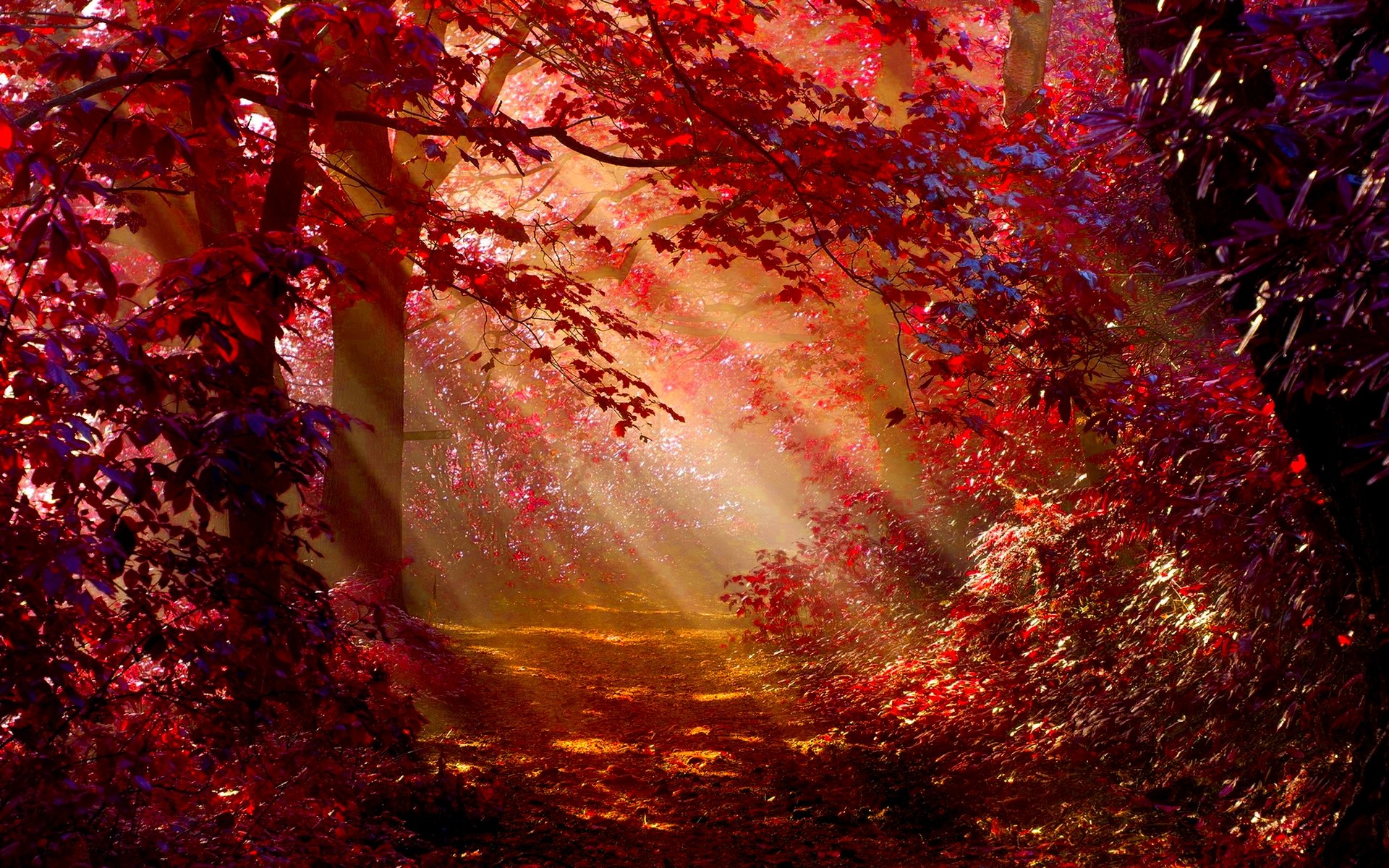 Autumn Forest HD