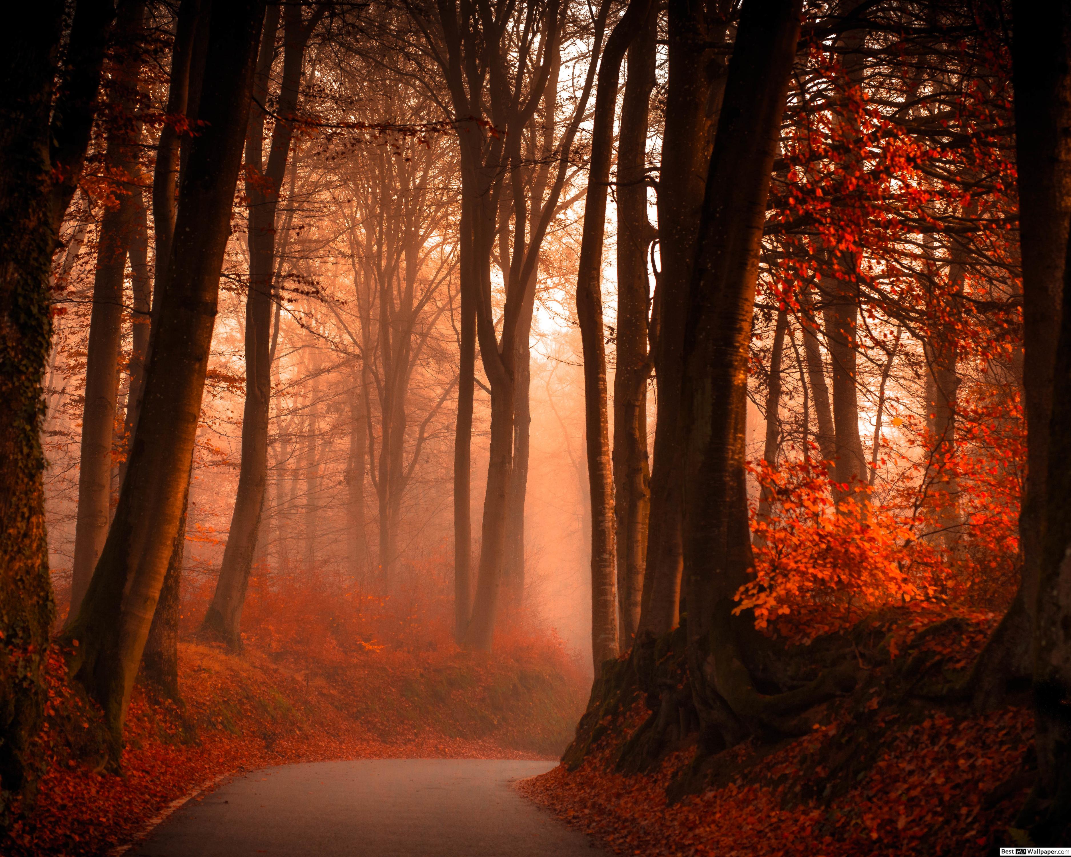 Foggy Winding Road in Autumn Forest HD wallpaper download