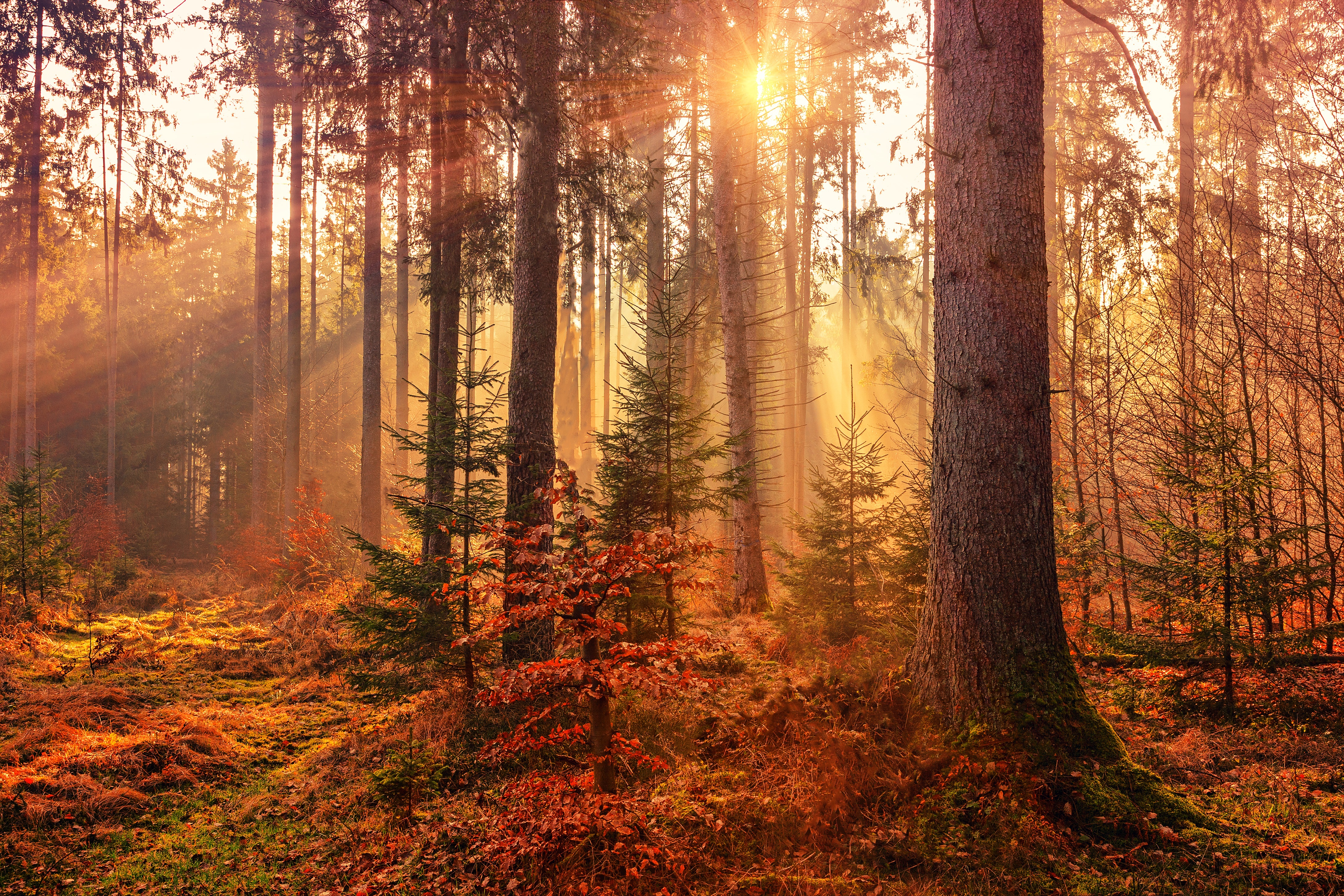 Autumn Sunbeams Forest Light Rays 5k, HD Nature, 4k Wallpaper, Image, Background, Photo and Picture