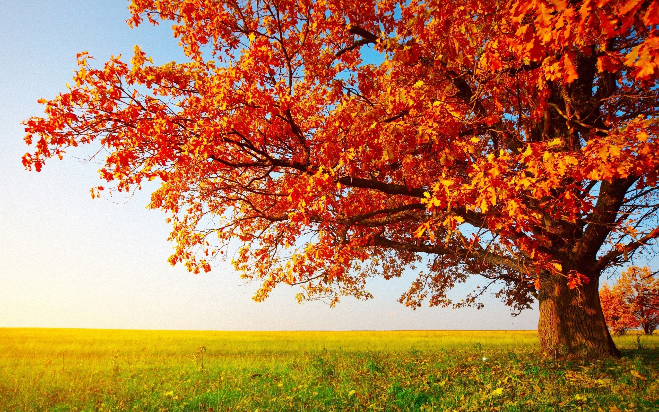 Download Big Autumn Tree Wallpaper Beautiful Scenery HD Wallpaper