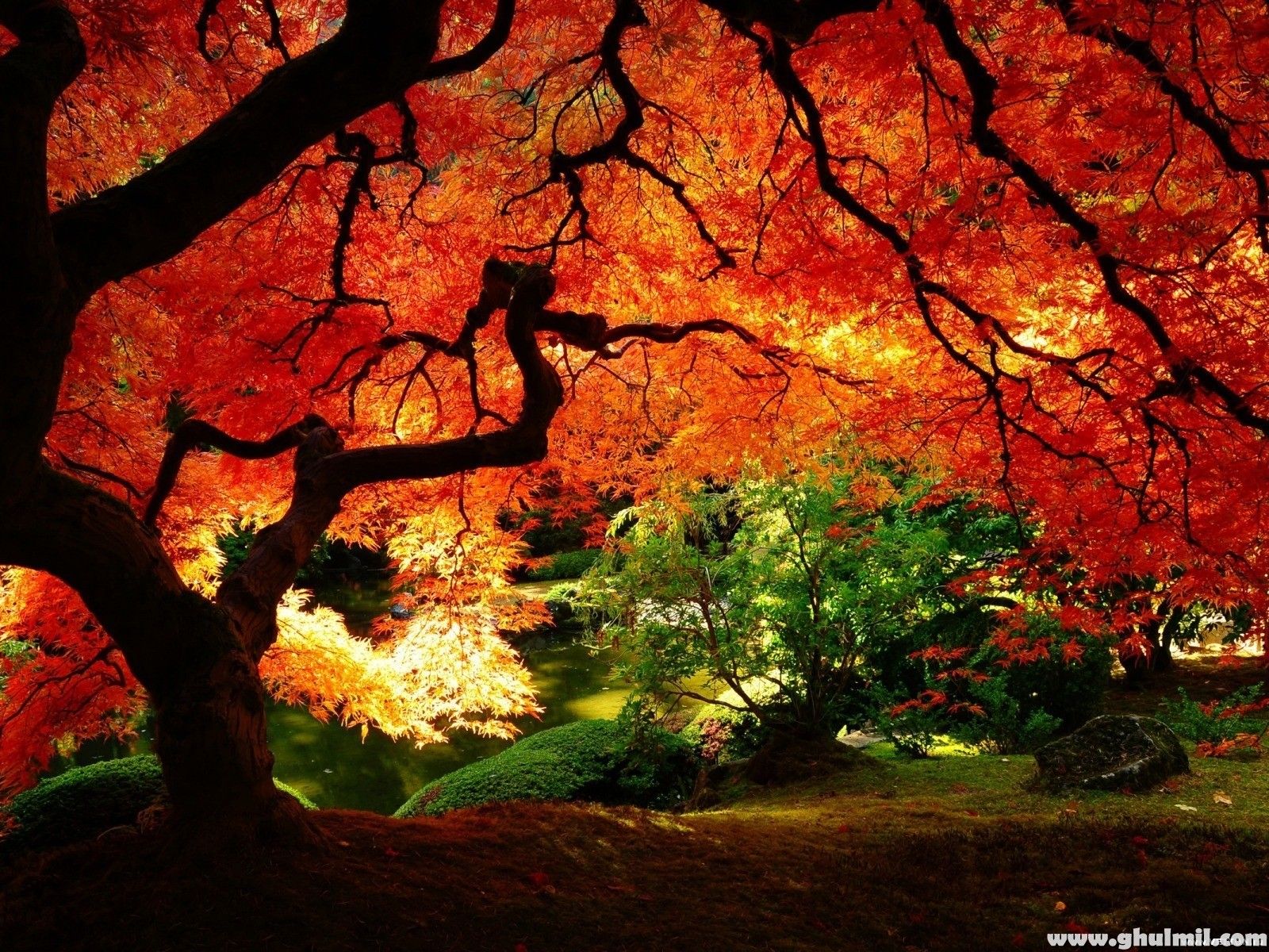 My yard will have big beautiful trees in it. Tree HD wallpaper, Autumn scenery, Nature desktop