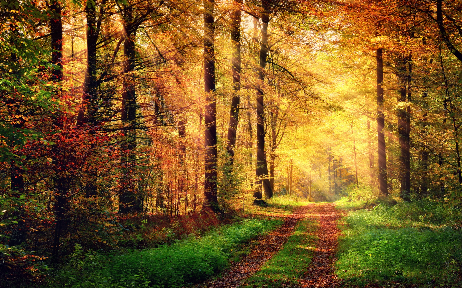 Buy Autumn forest 2 wallpaper US shipping at Happywall.com