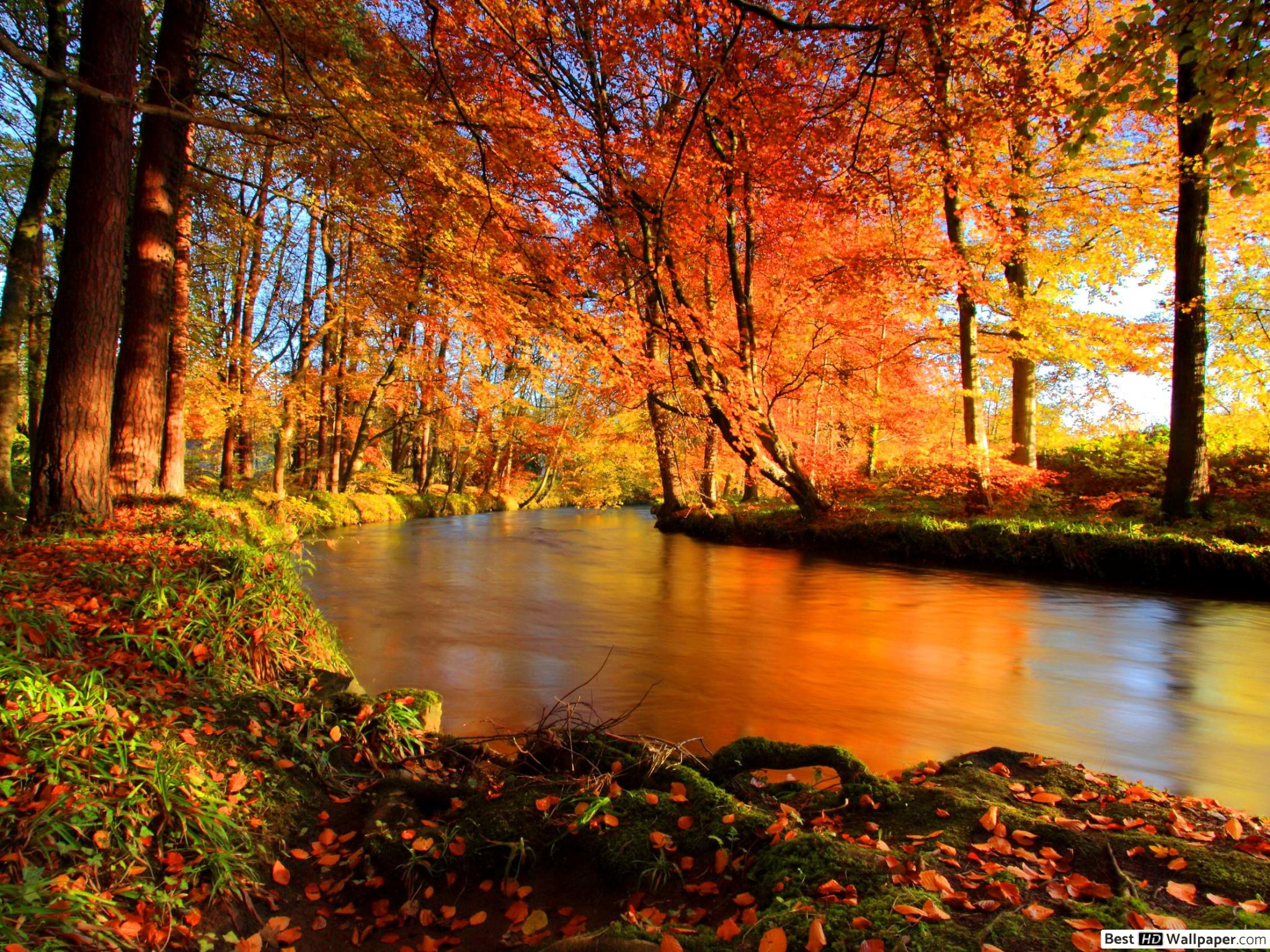 The river flows in the autumn forest HD wallpaper download
