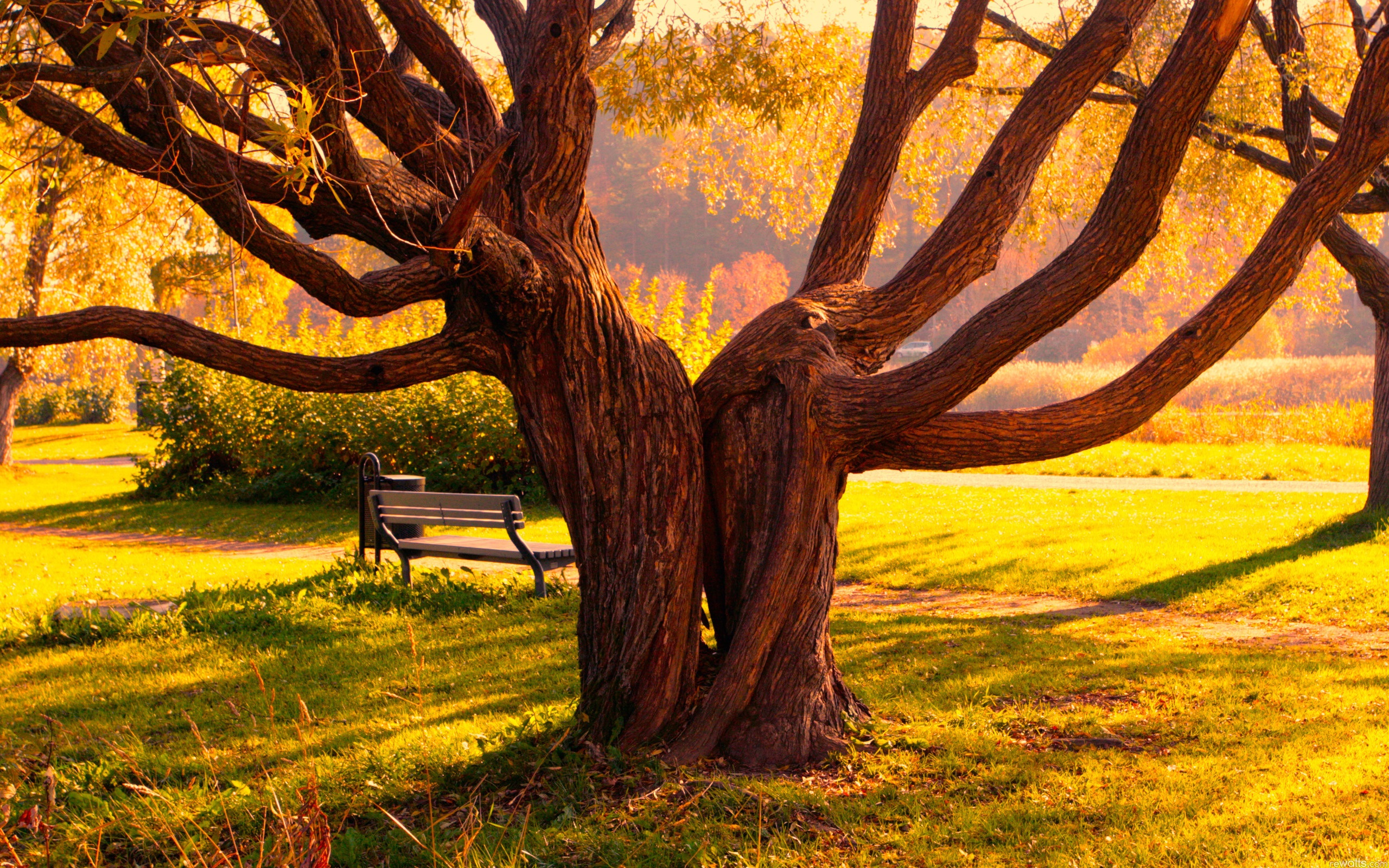 Wallpaper Big tree in autumn park, bench, grass 2560x1600 HD Picture, Image
